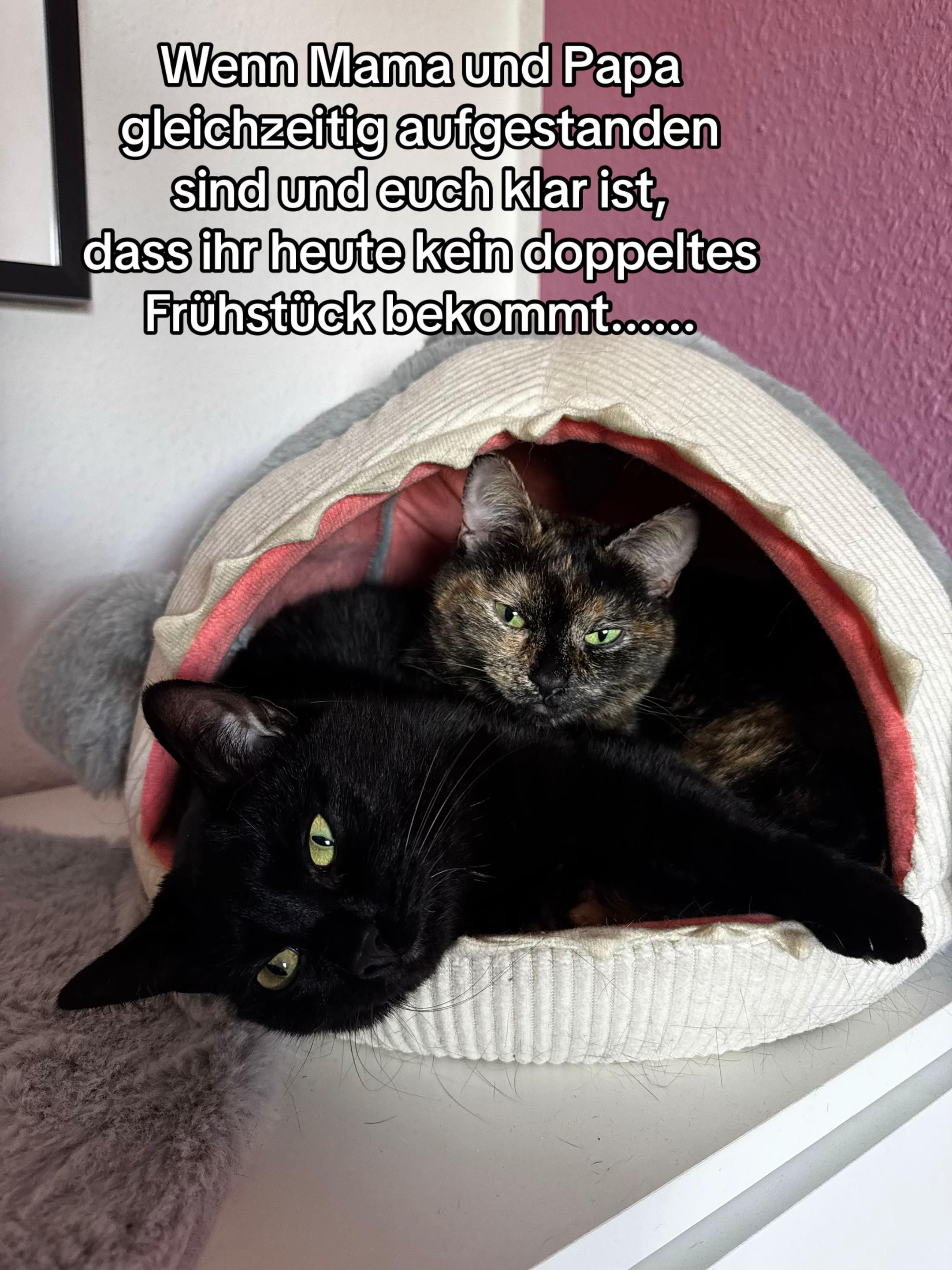 @Nala & Simba