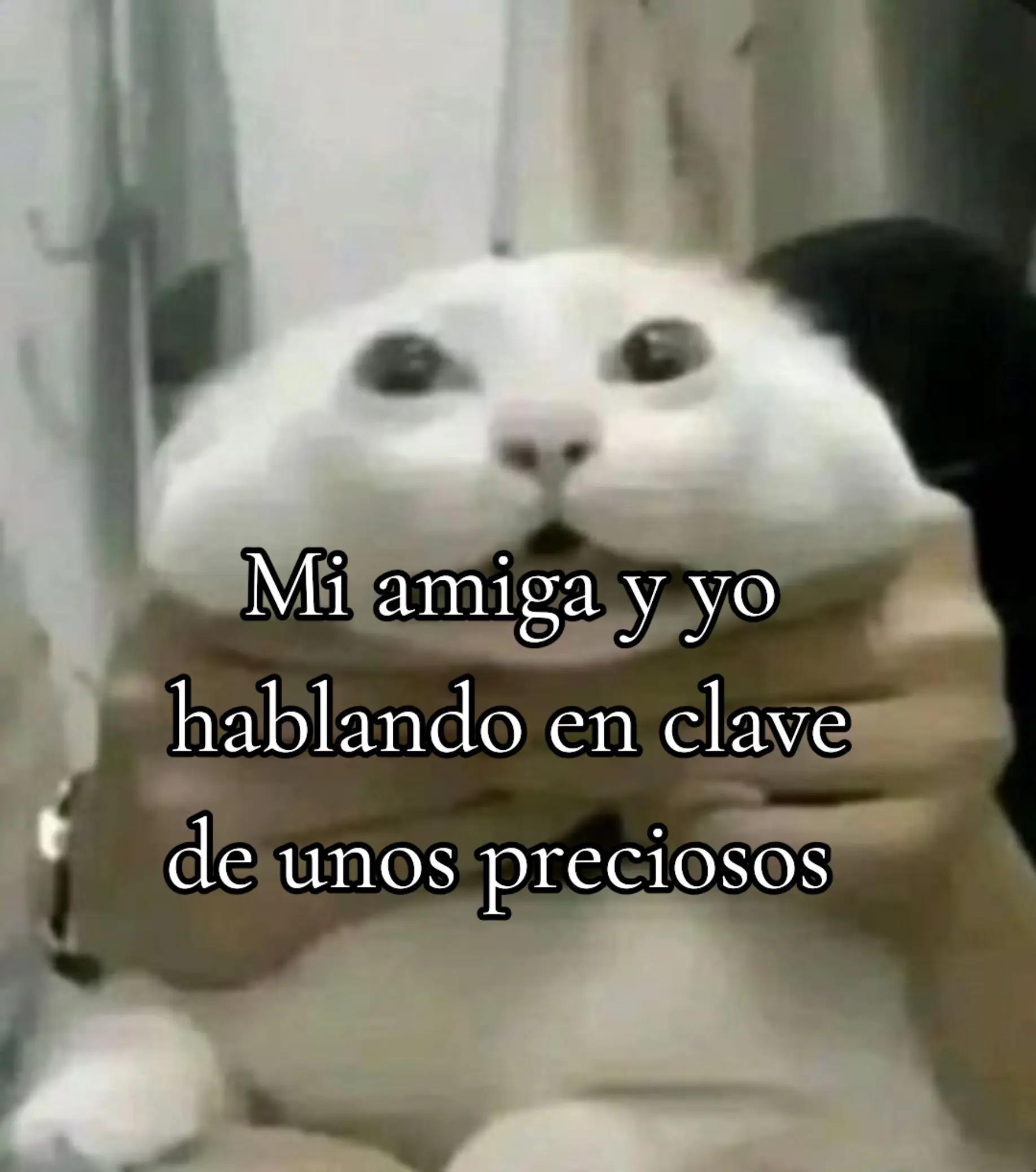 @perla