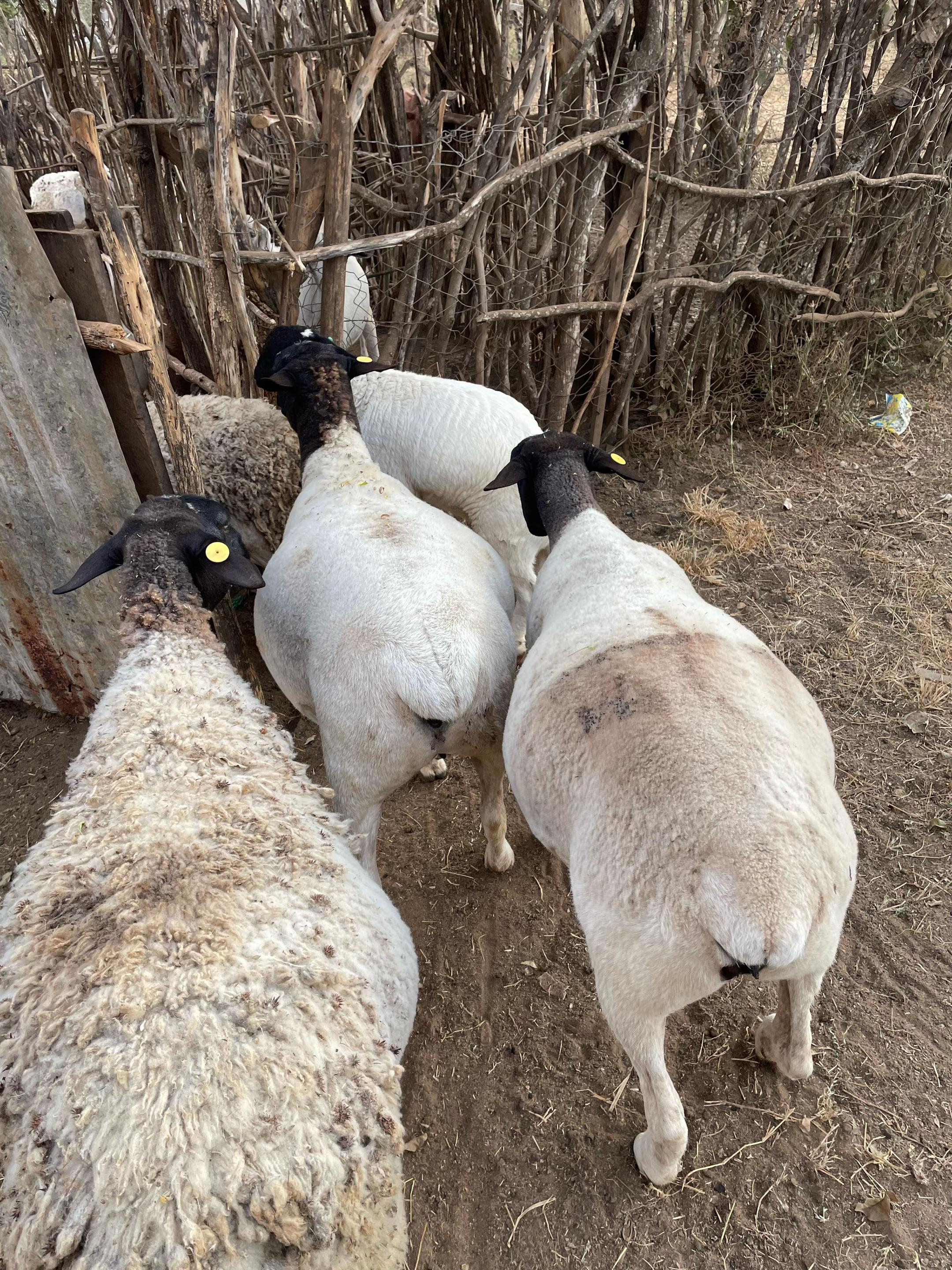 @DorperfarmsKE