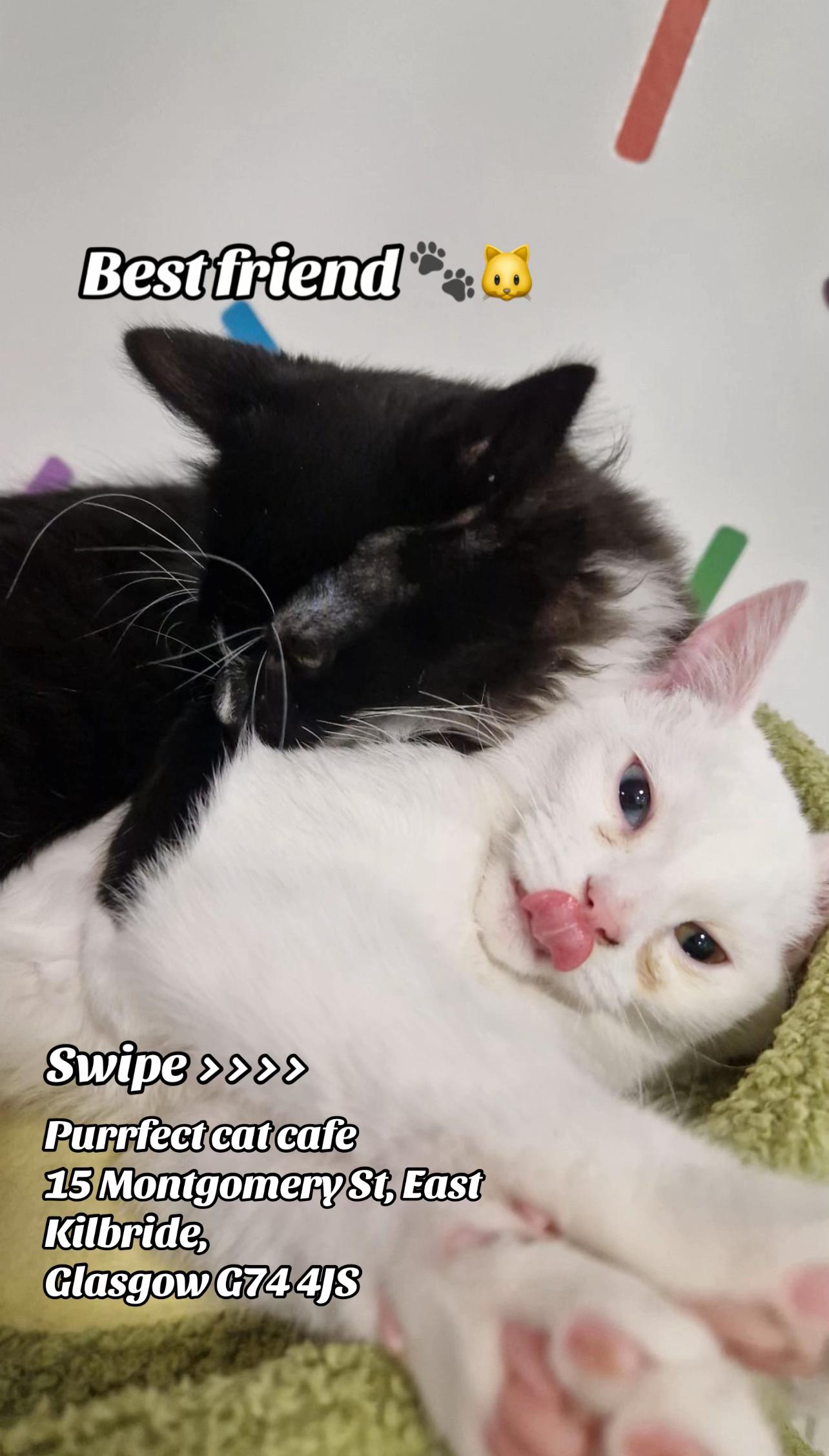 @Purrfect Caf&eacute;
