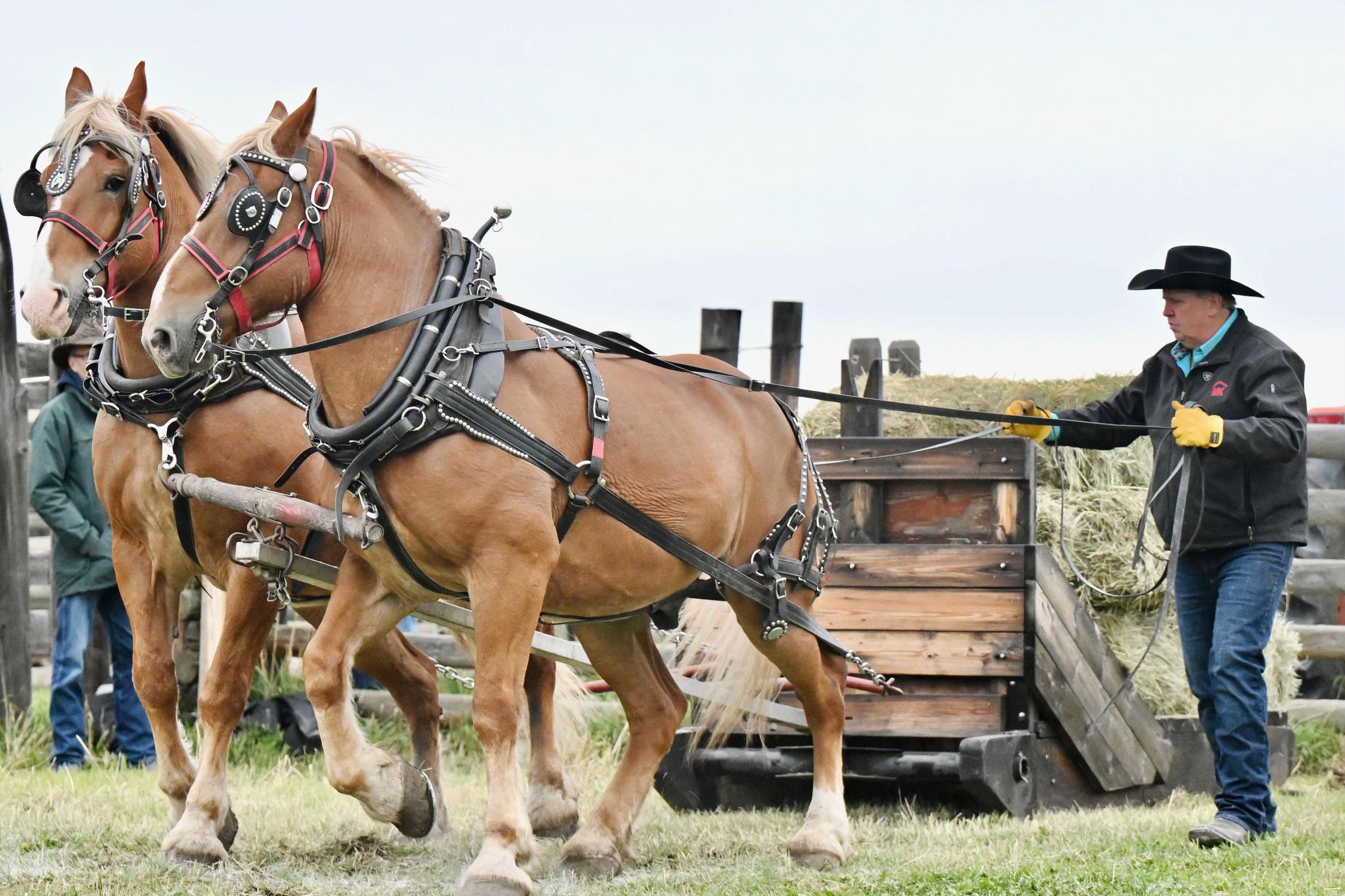 @Pigeon Lake Horse Drawn 🇨🇦