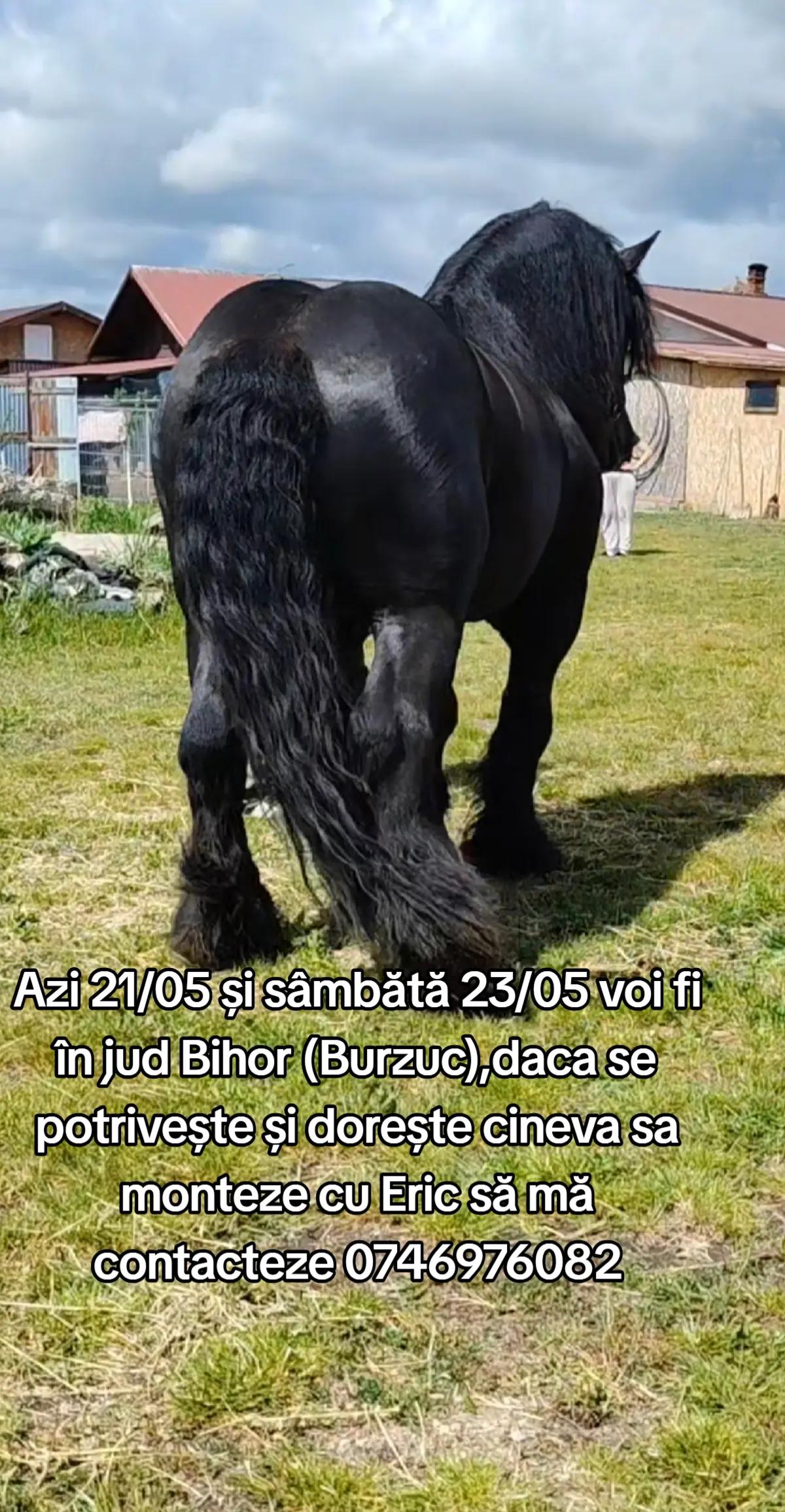 @Andrei Fernye