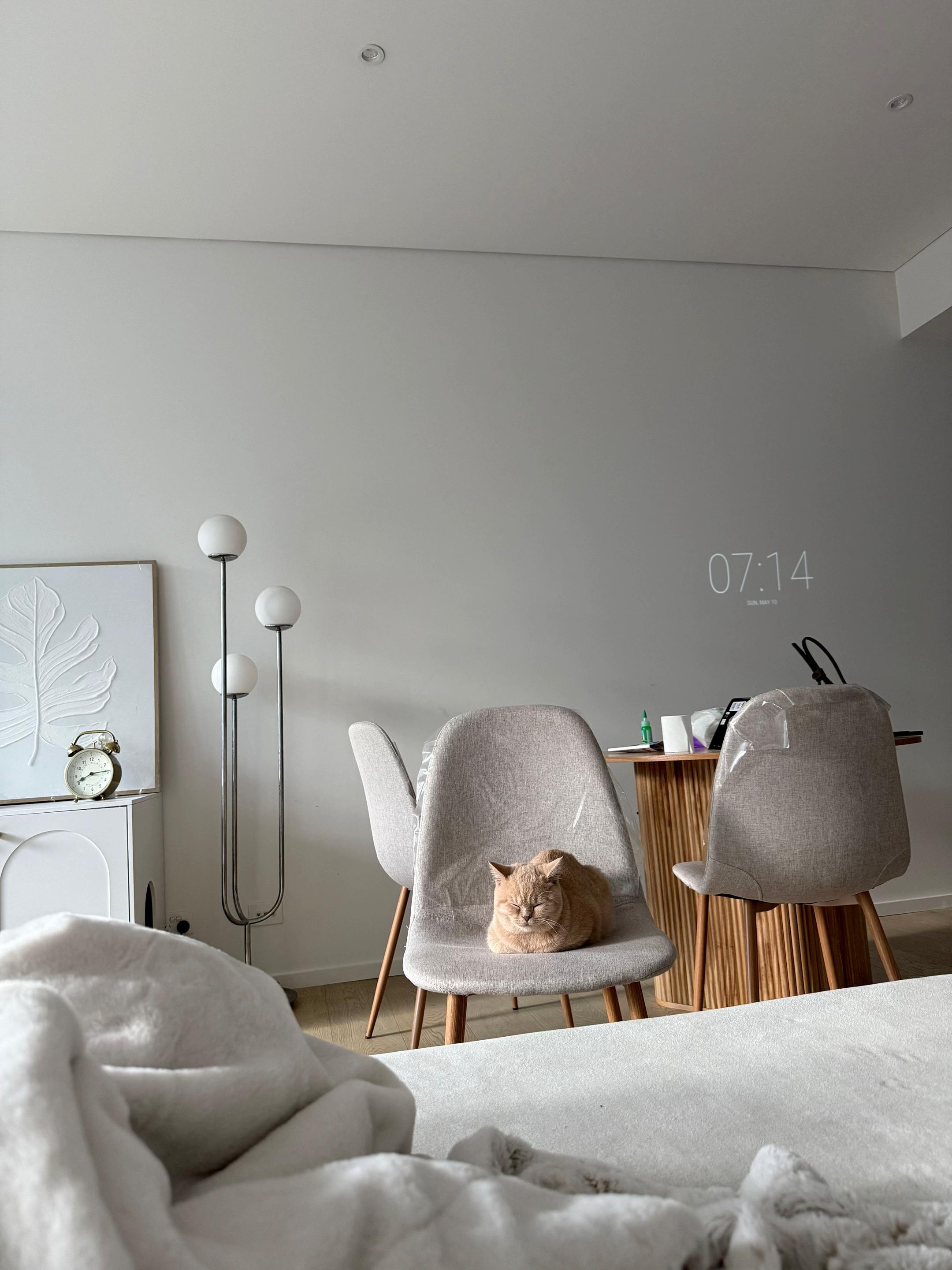 @Chuchu The British Shorthair