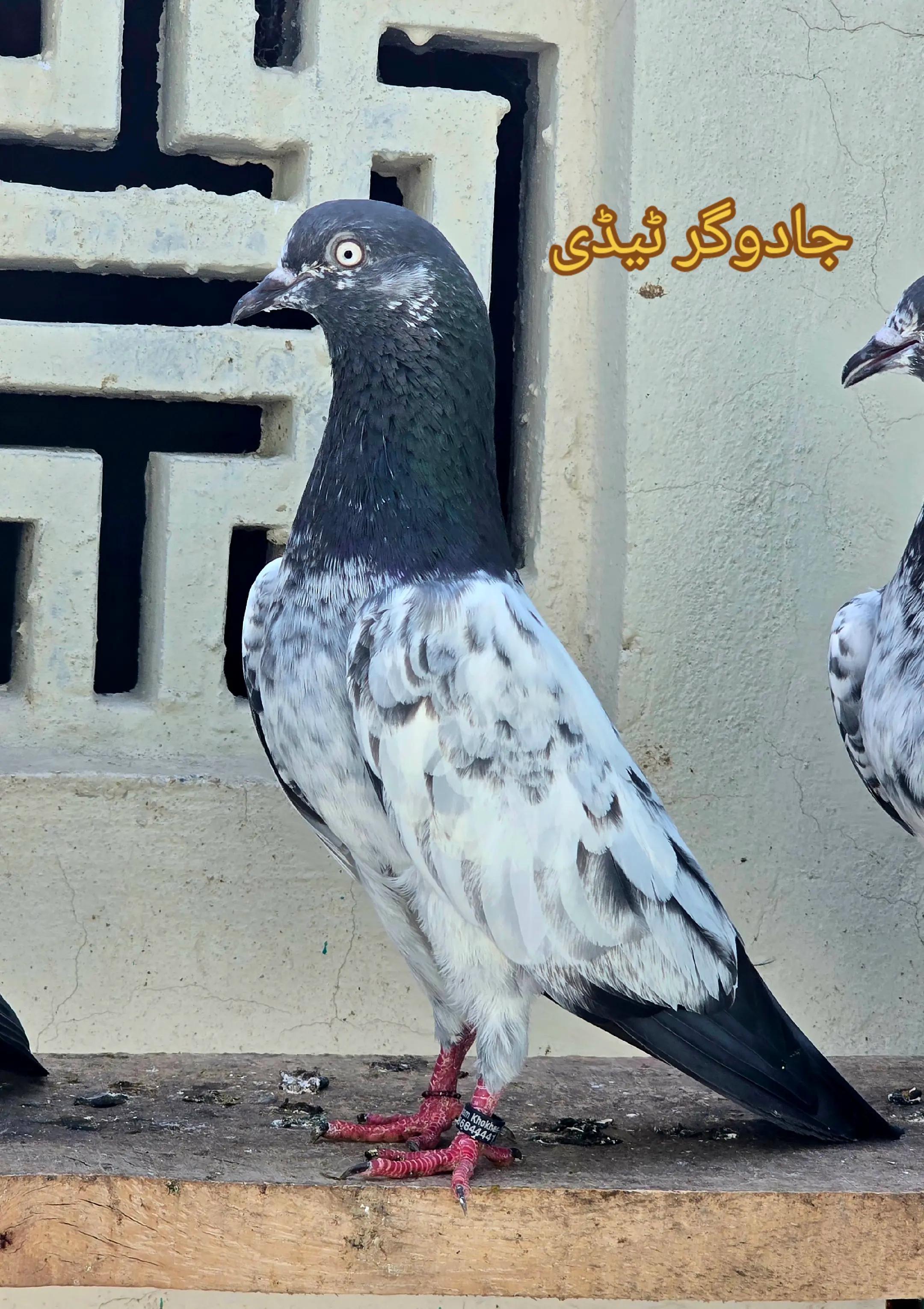 @Malik Mohkam Khokhar