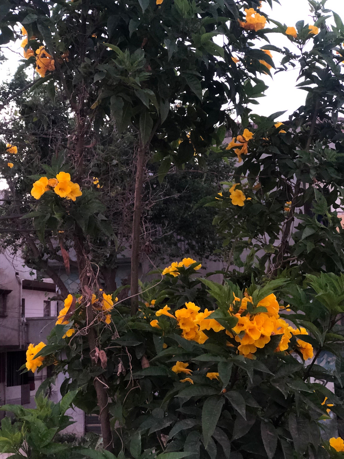 @﮼محمد | 1430هہ