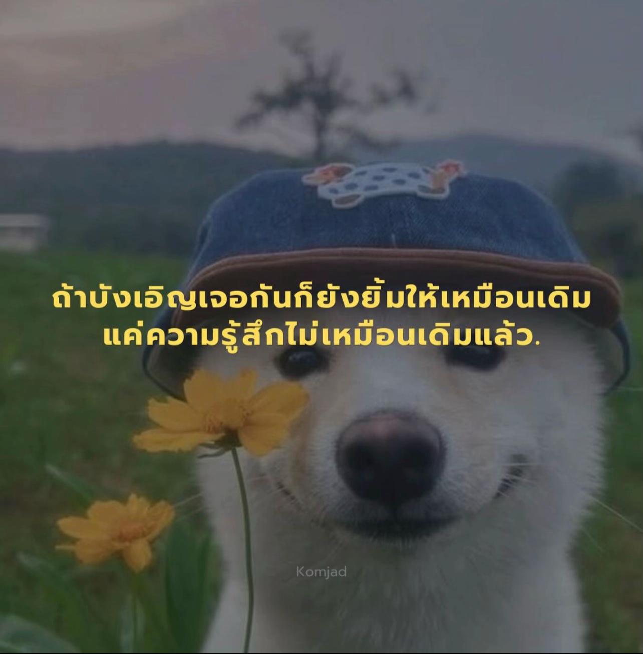 @Tai Tai sunisataime