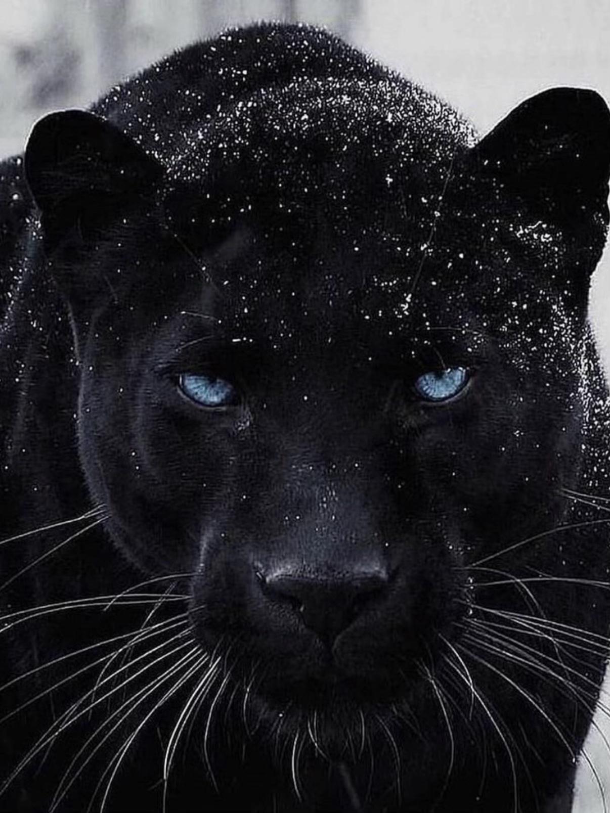 @𝐿𝑦𝑎𝑟𝑎