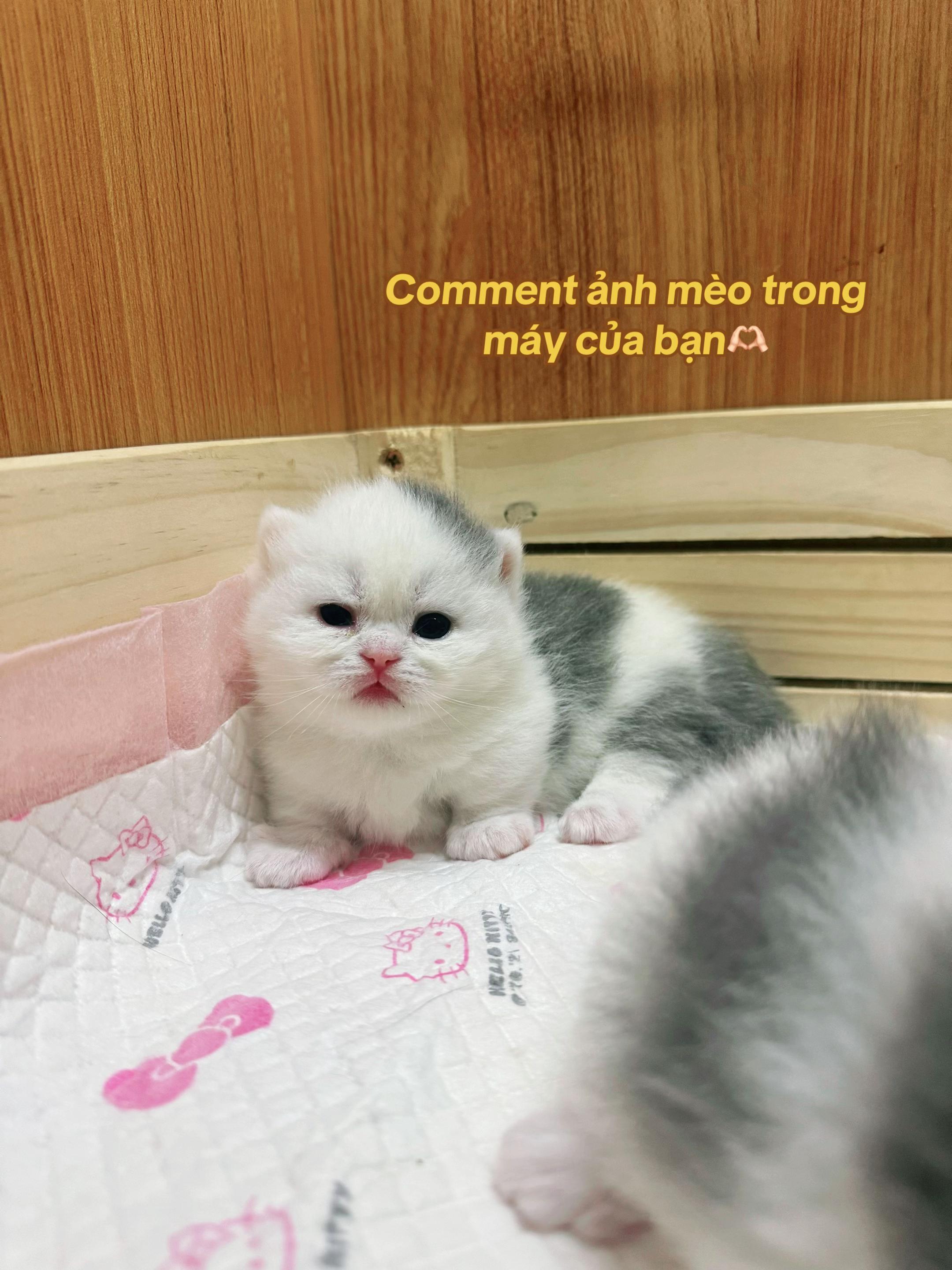 @1ch&oacute;6meow