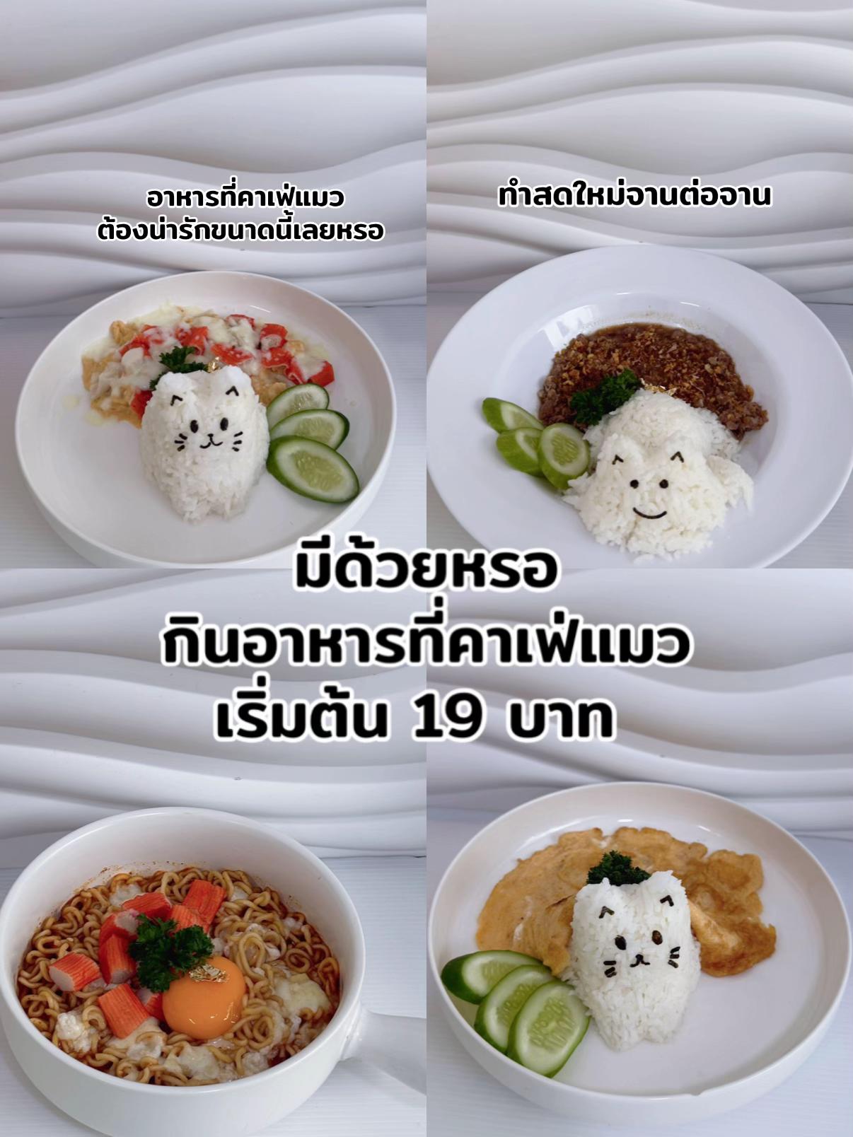 @คาเฟ่แมวโมริ Mori cat cafe'