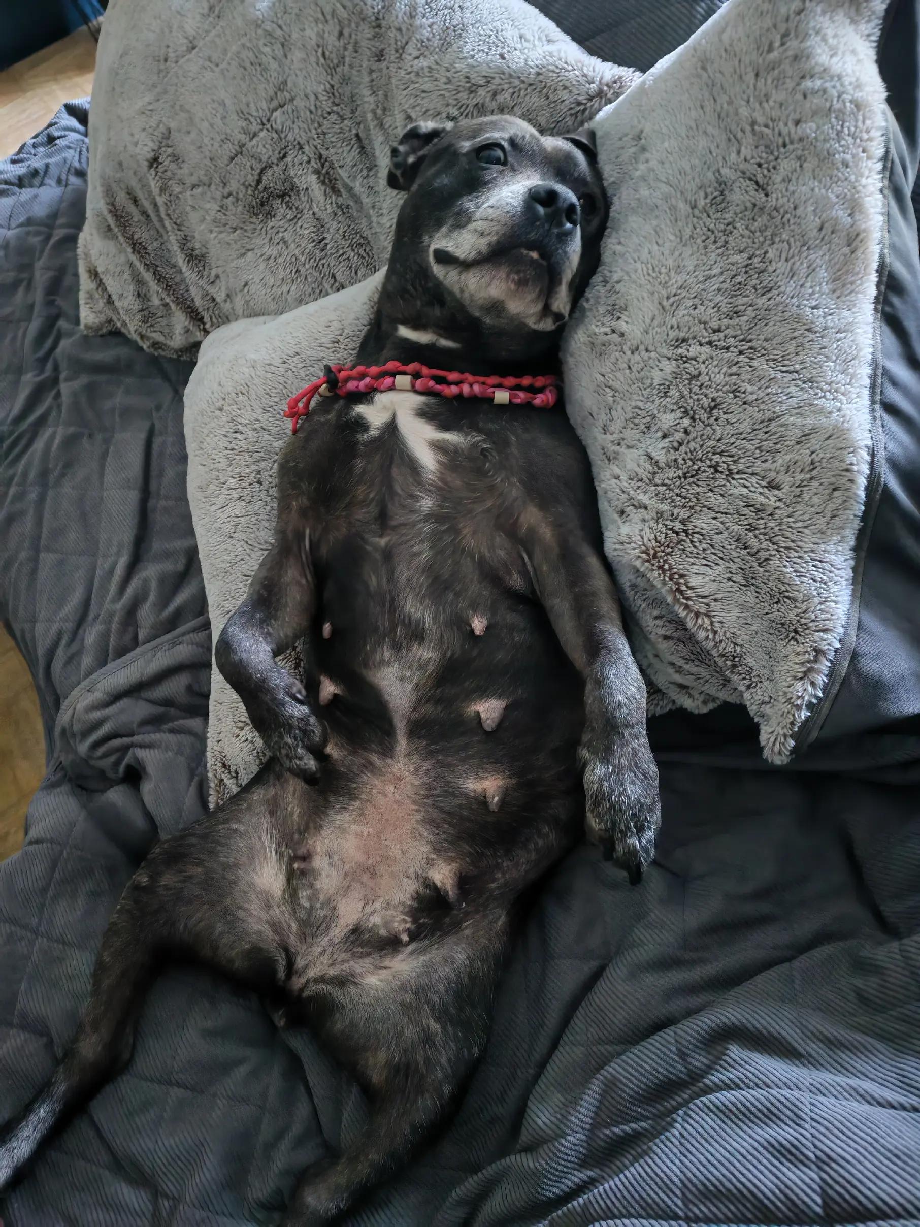 @Saphirlastaffy