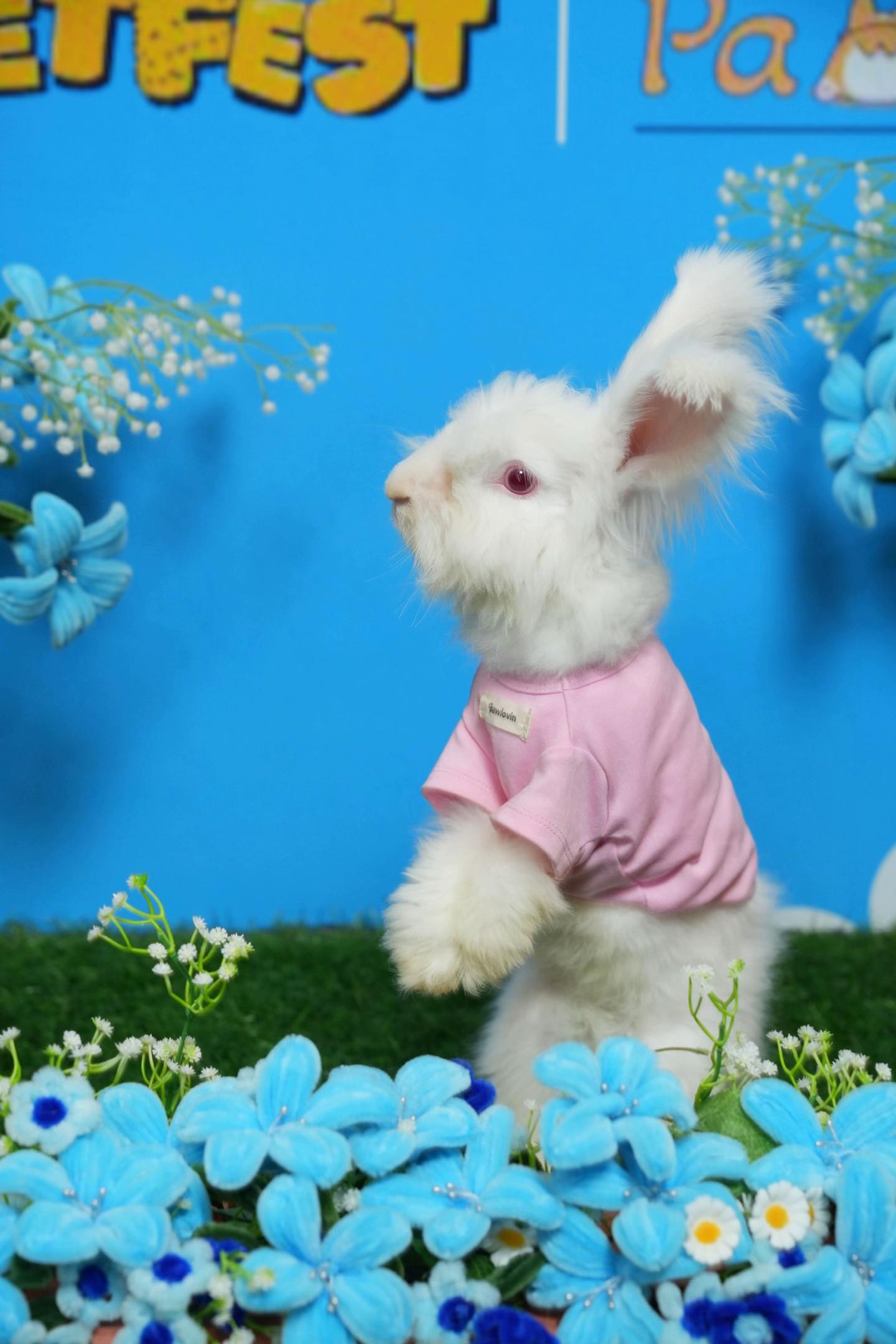 @🐰 Morhpin 🐰