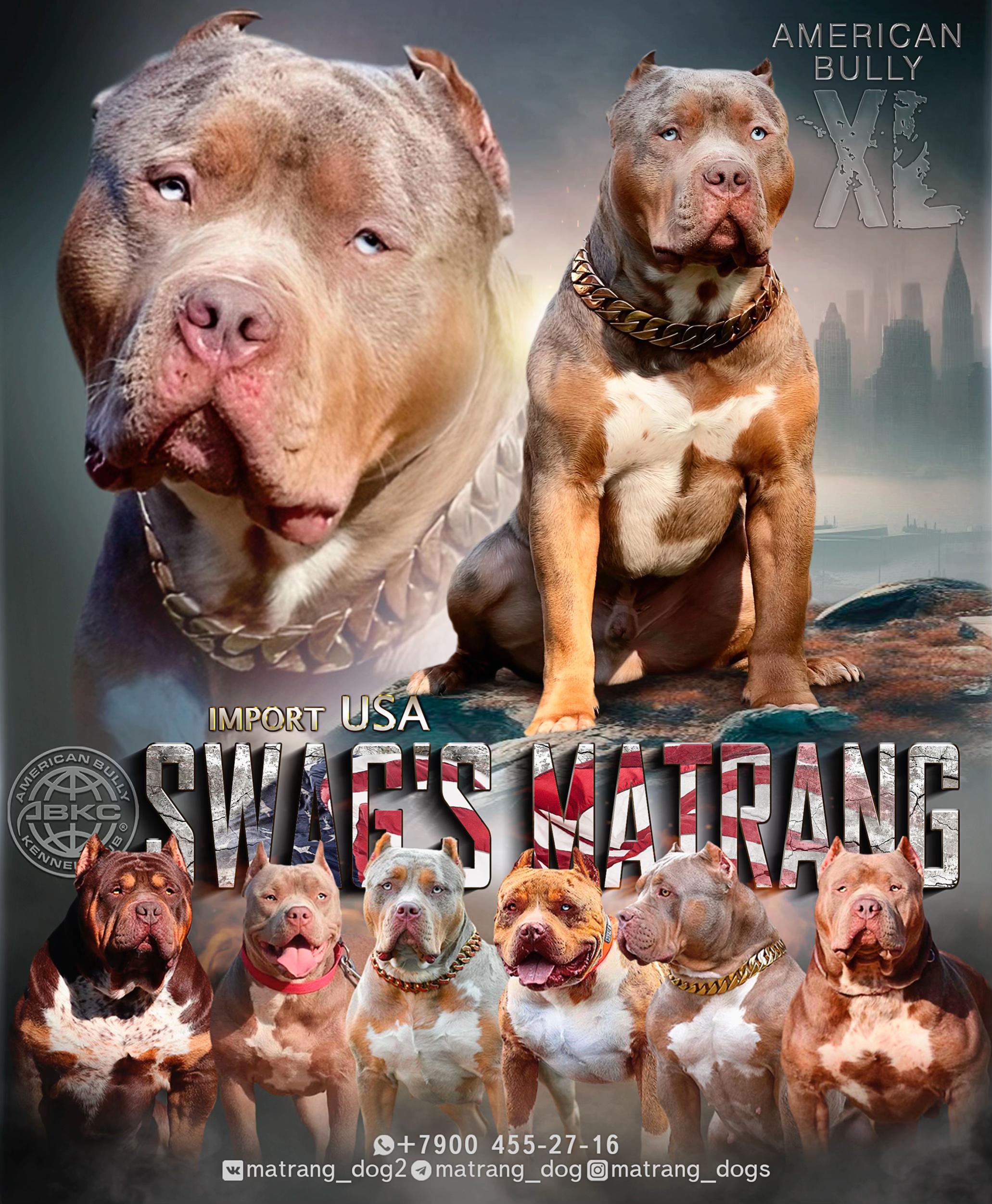 @MATRANG_dogs