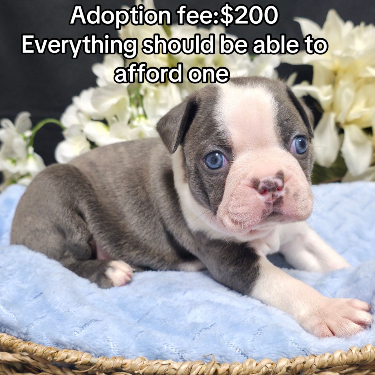 @Boston terriers puppies