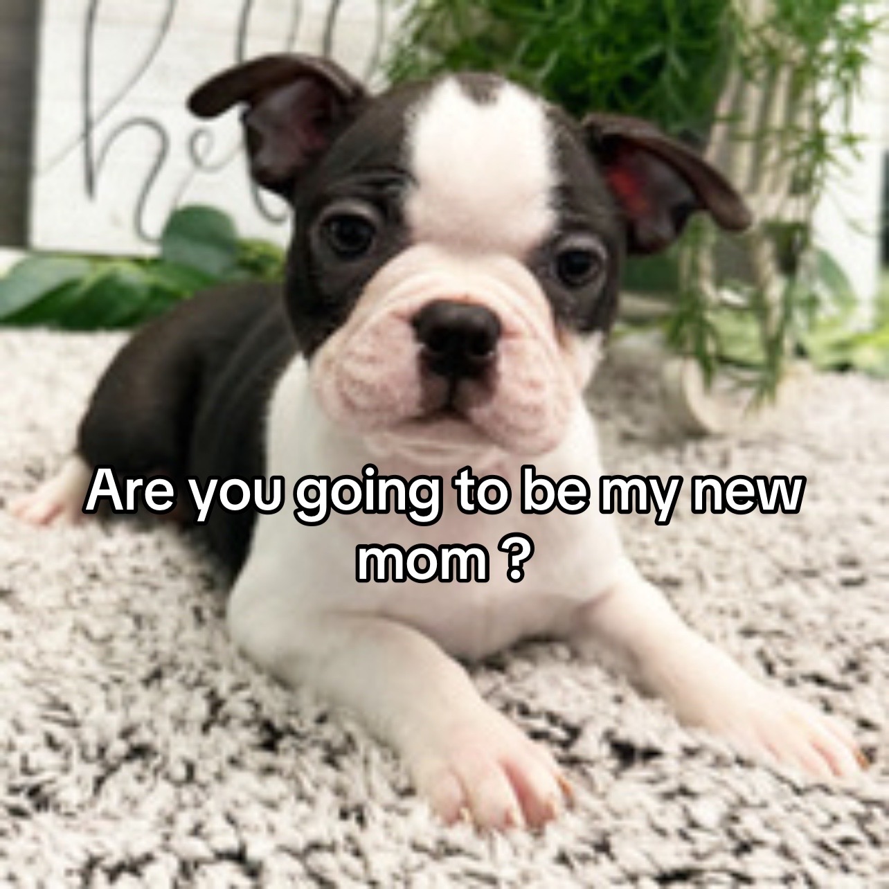@Boston terriers puppies
