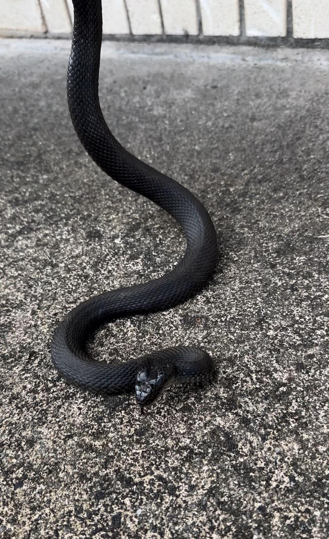 @Snake Catcher Dan