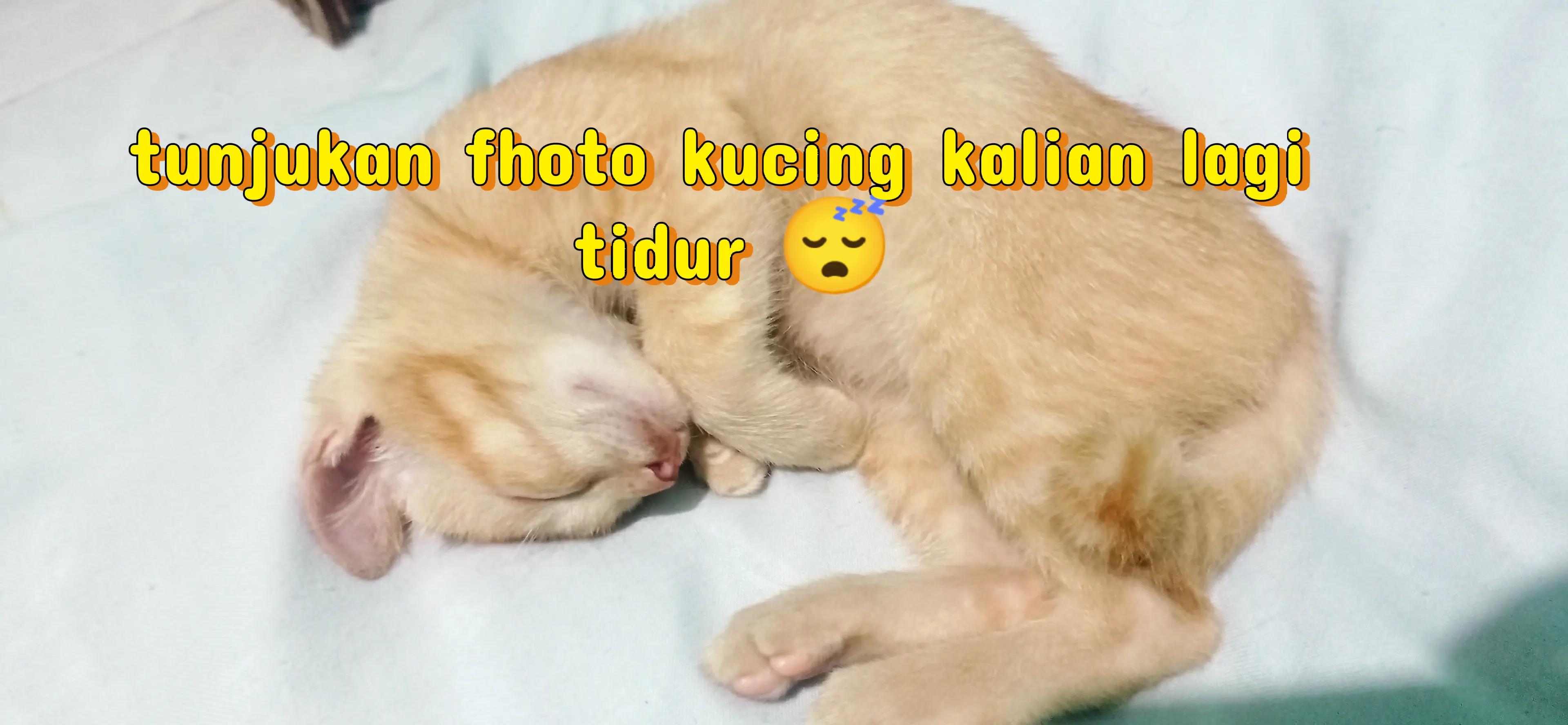 @dedy