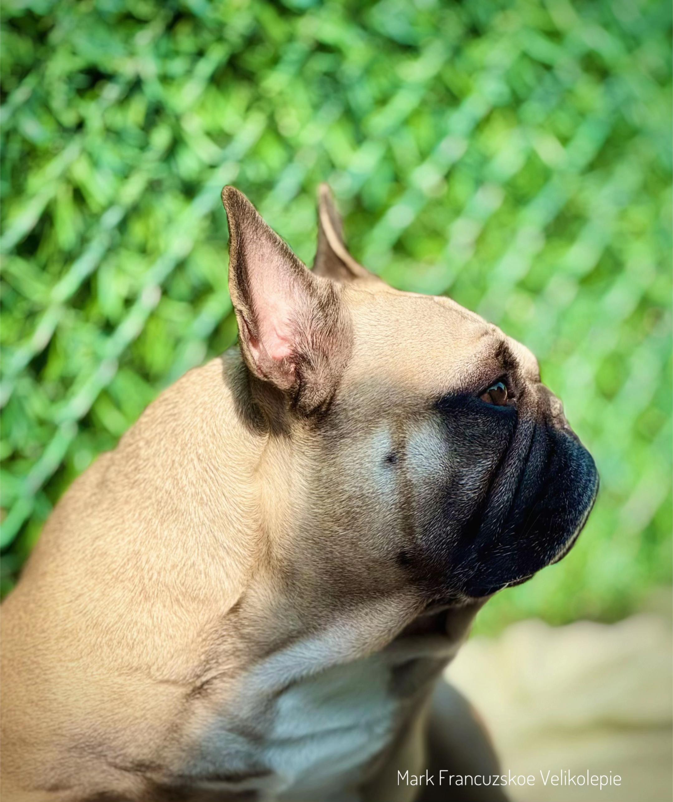 @Bosphorus Bulls French Bulldog
