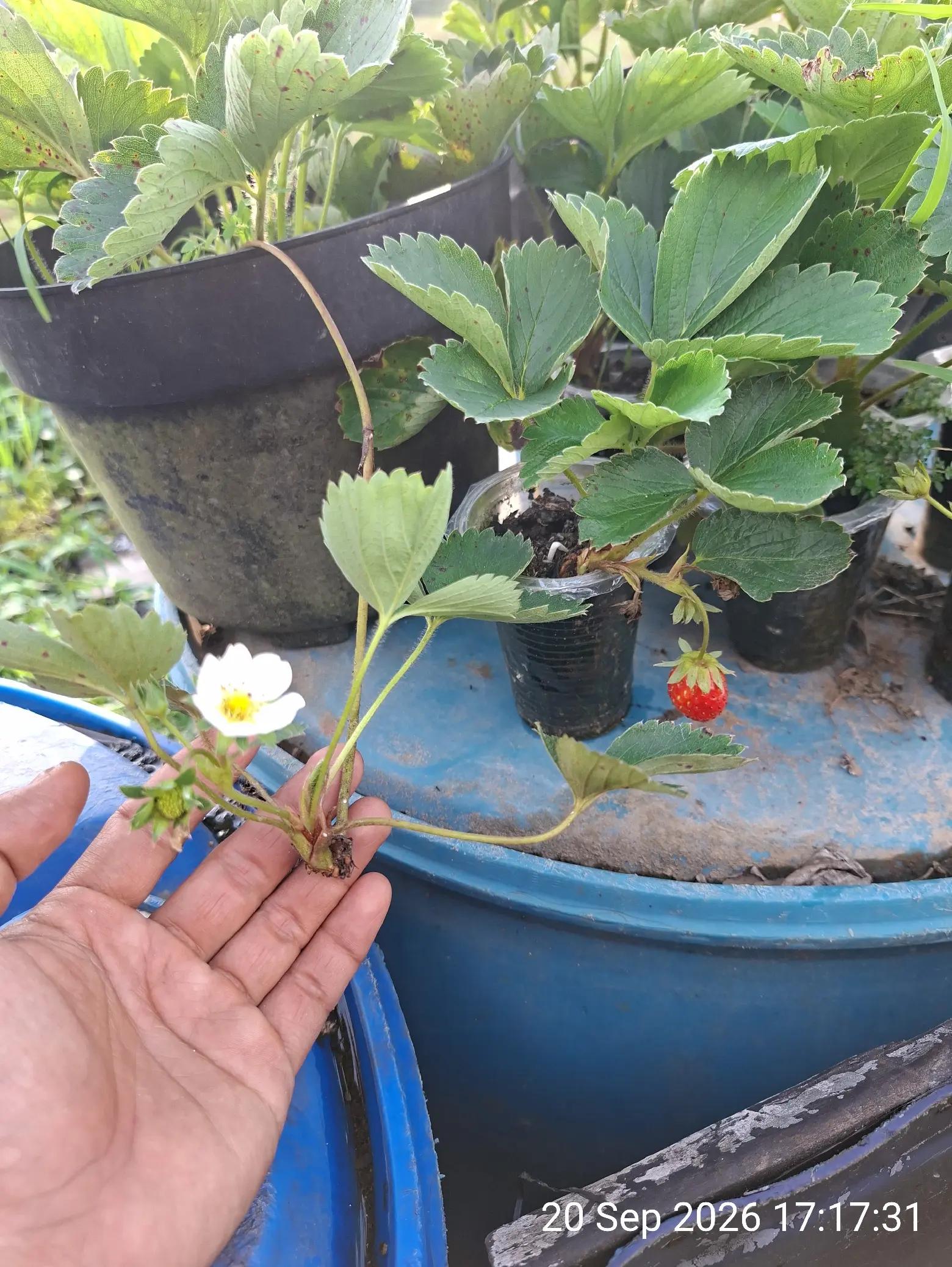 @Chenny.Garden