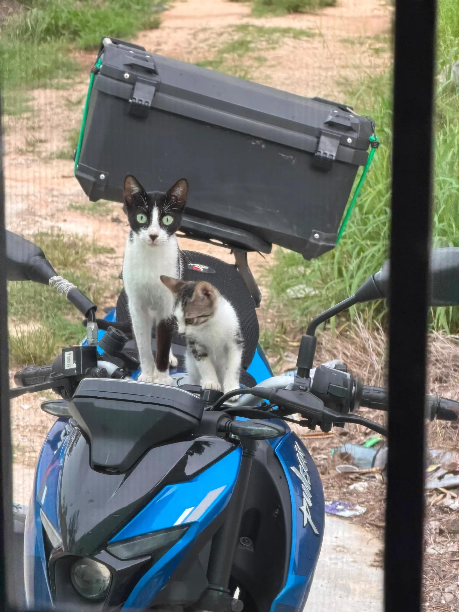 @Boinas 🐱