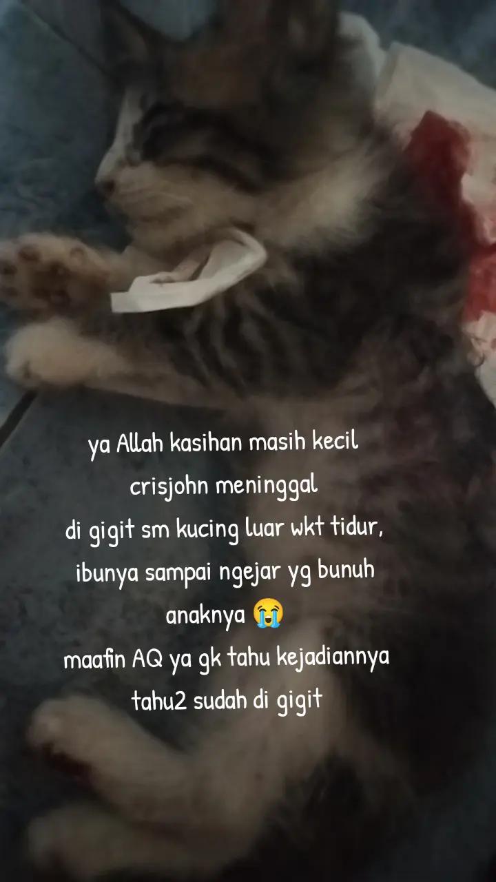 @lisa