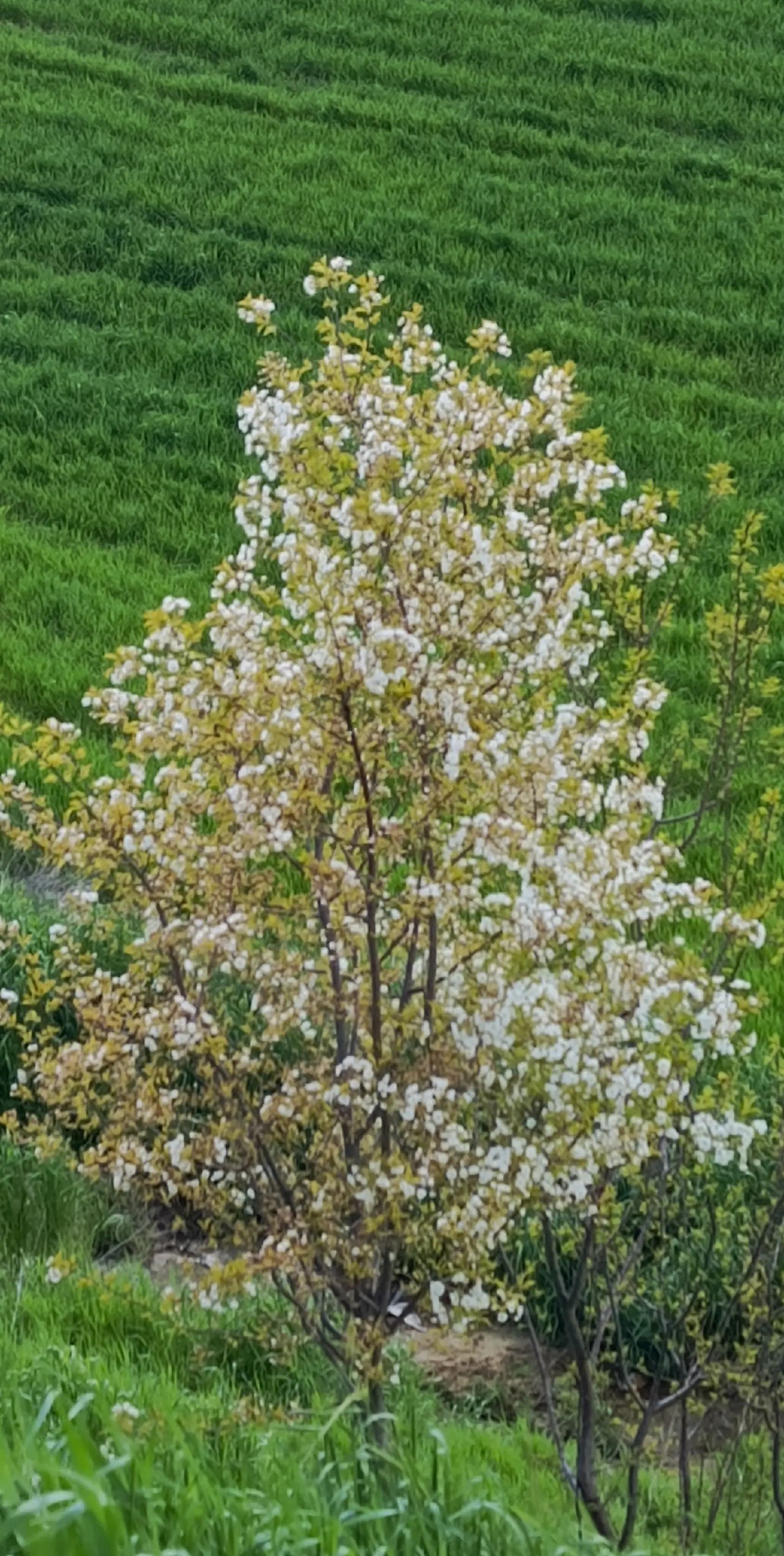 @yılmaz &Ccedil;etinkaya