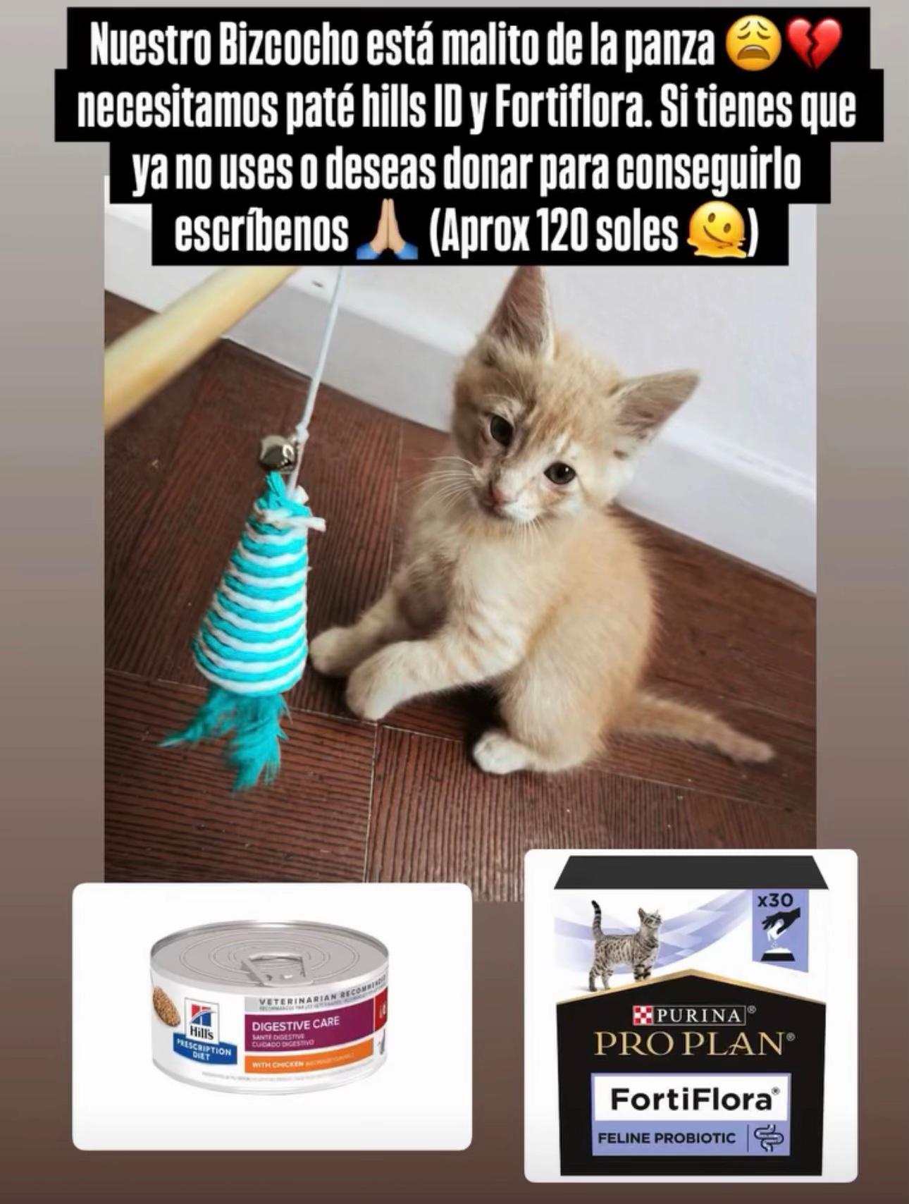@Encuentra tu Michi