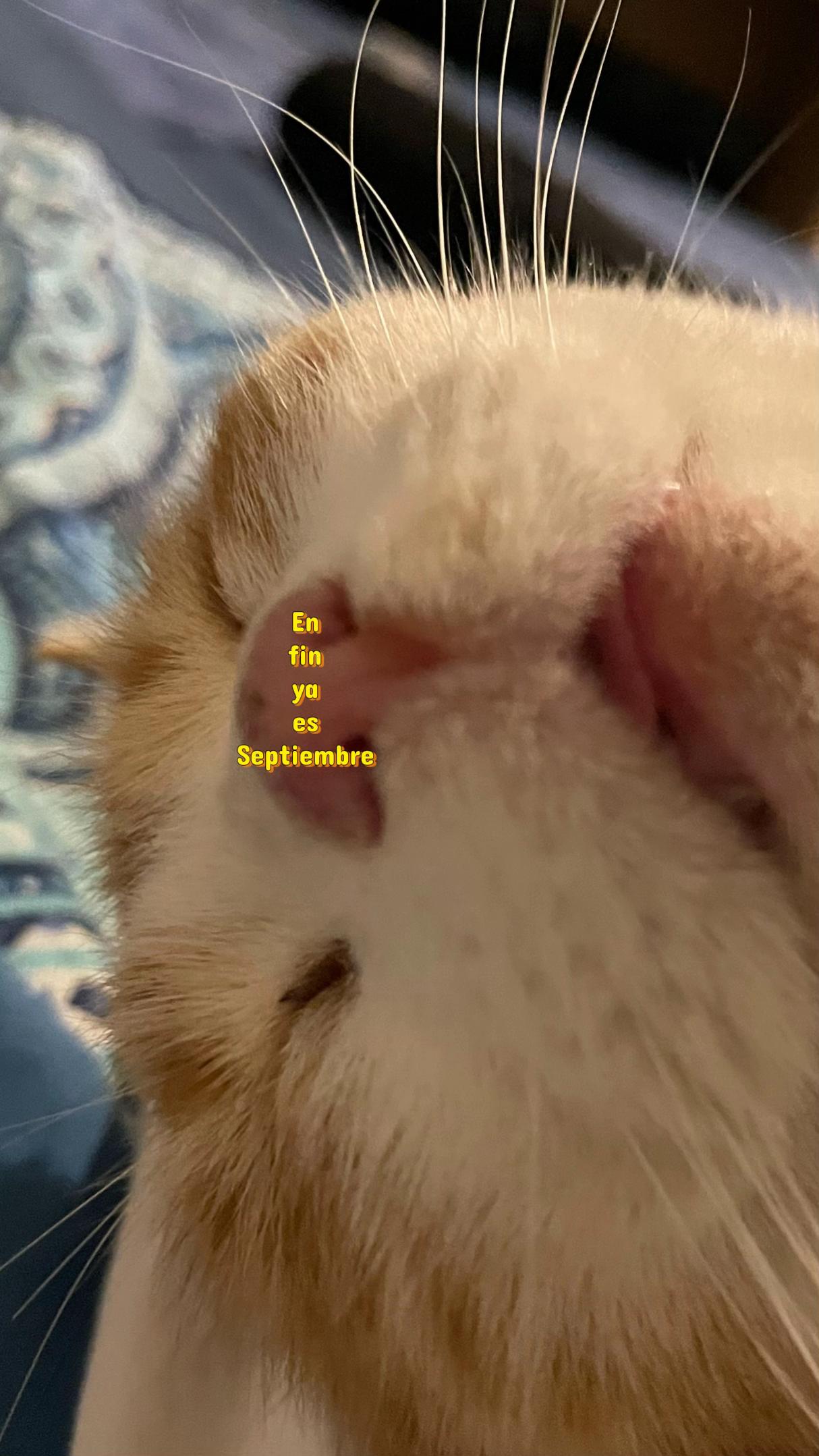 @Teo