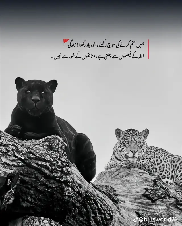 @usama hu yaar❤️🔥😜🤪