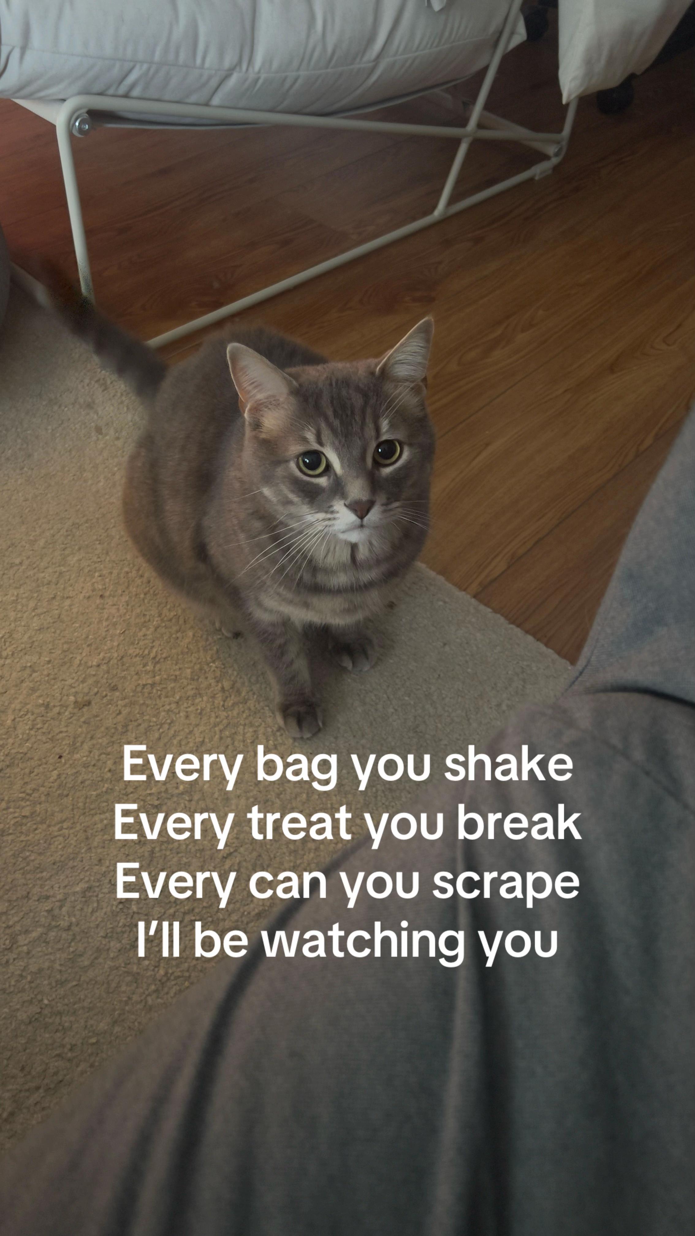 @Ollie 🐱