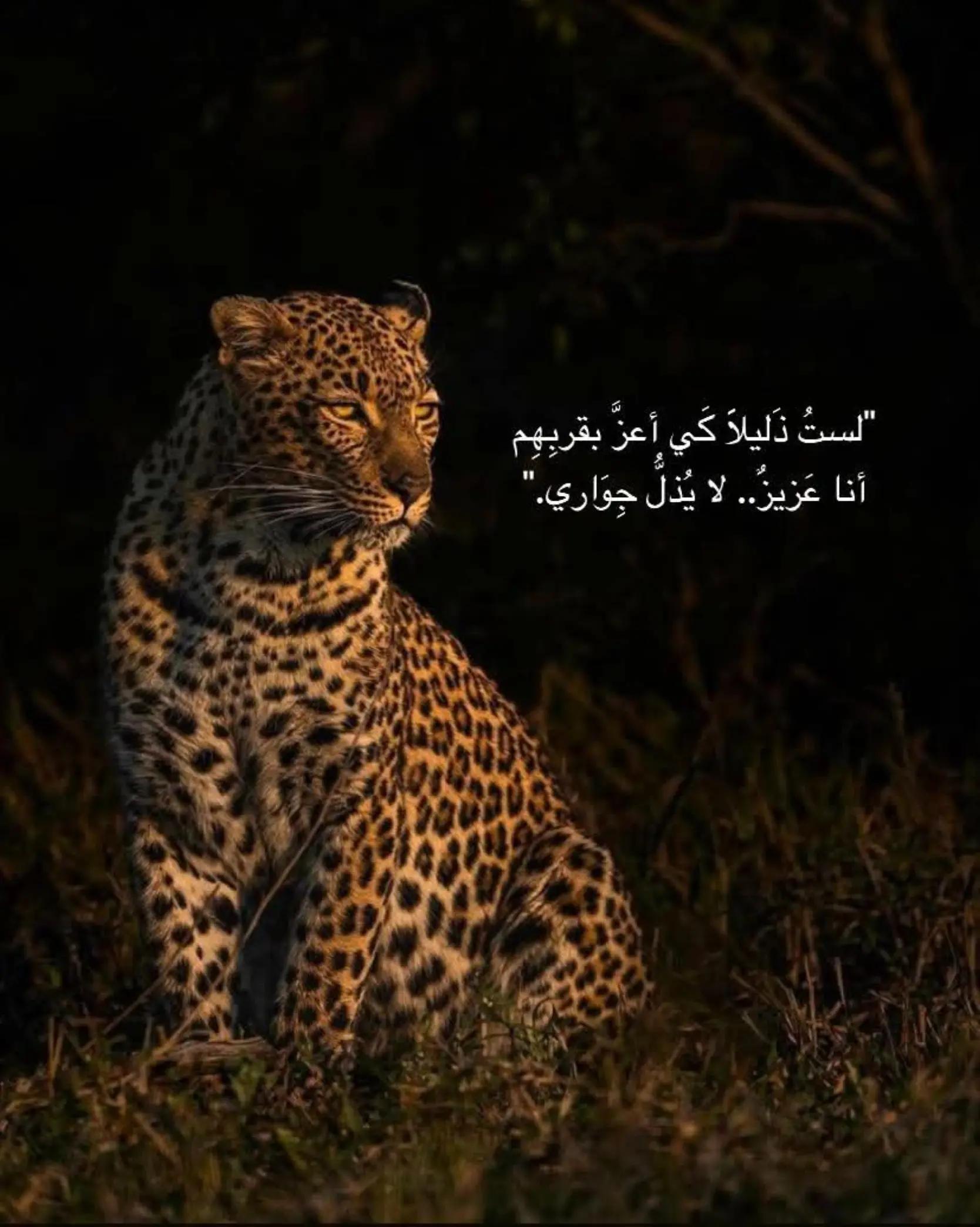 @Rana Hajjar
