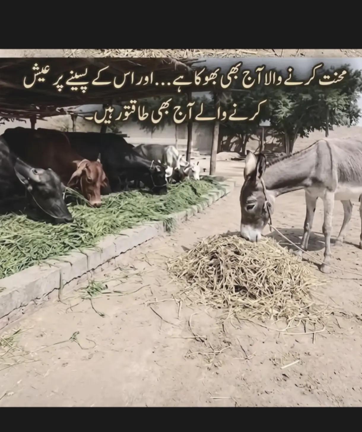 @samiullah