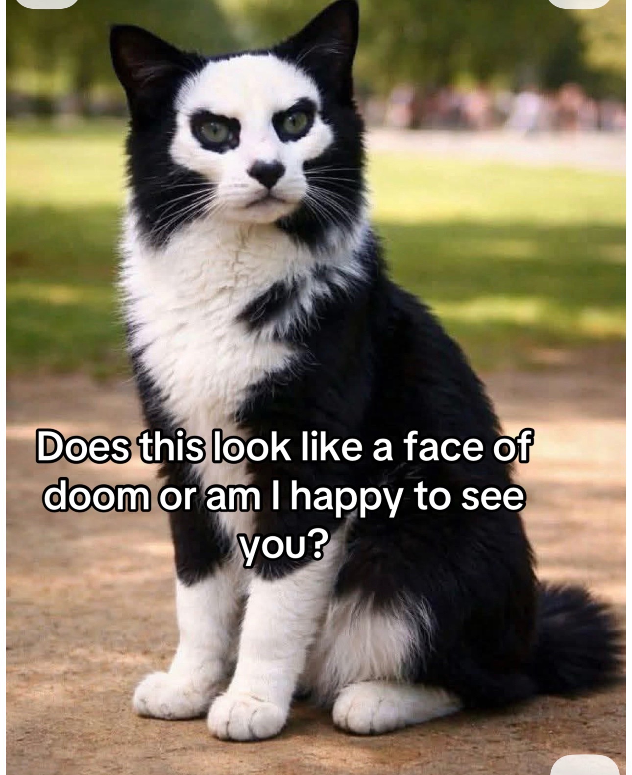 @Drew crazy cat guy