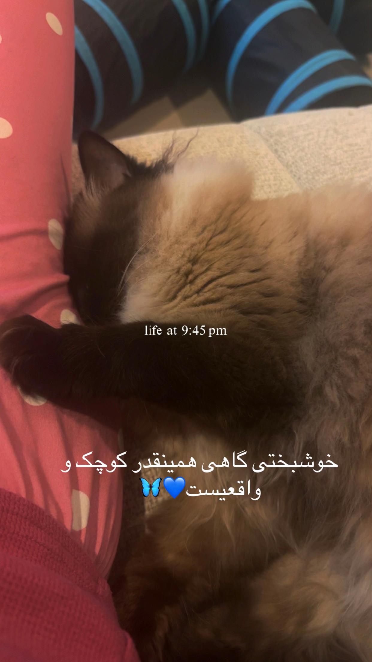 @sajiasahar