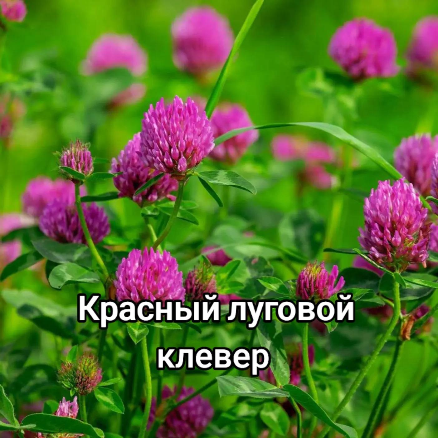 @Лëса