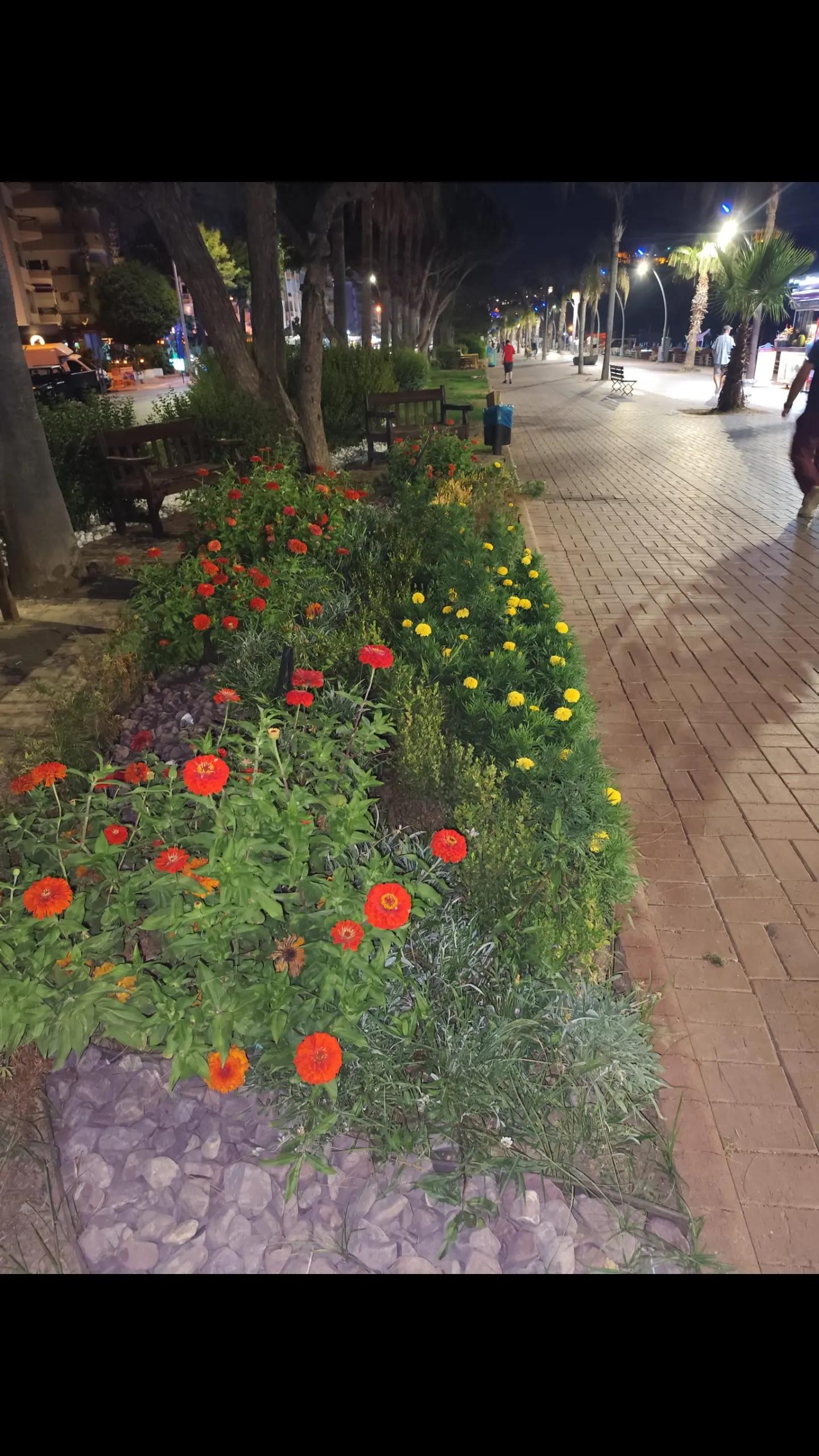 @Kır papatyası 🌼💮🌸🍀🌹