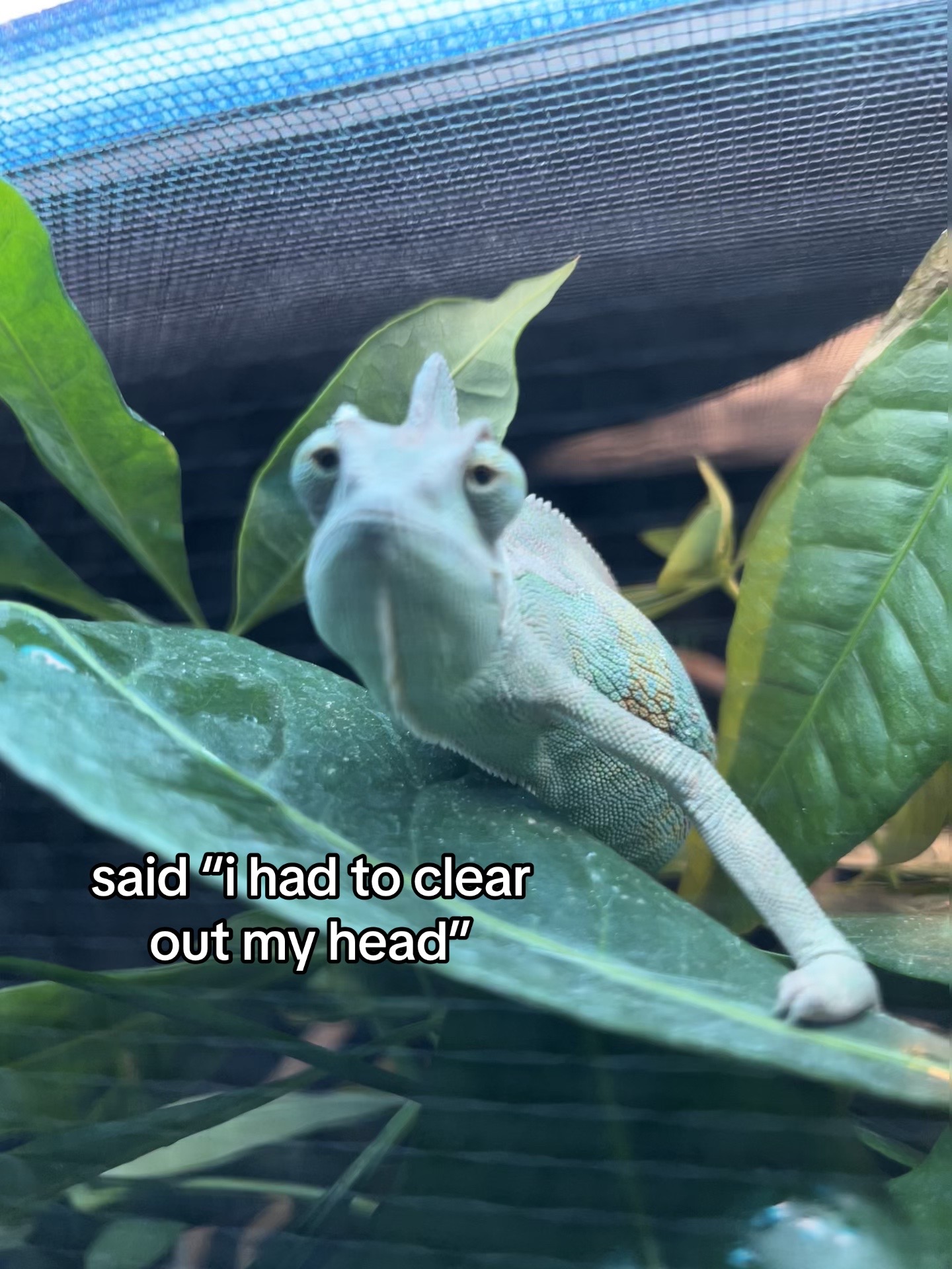 @Doobie