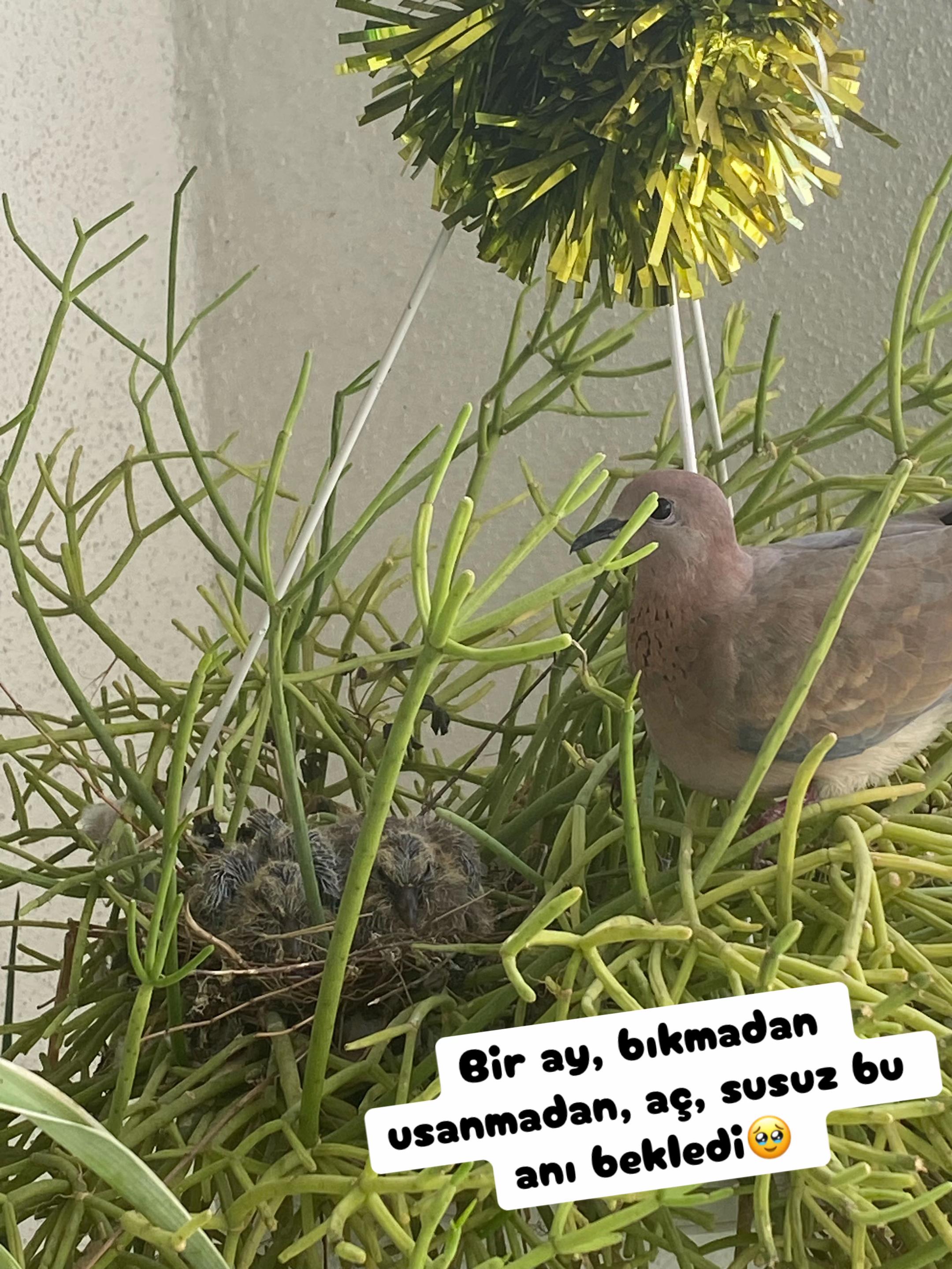@Şapkalı Kadın