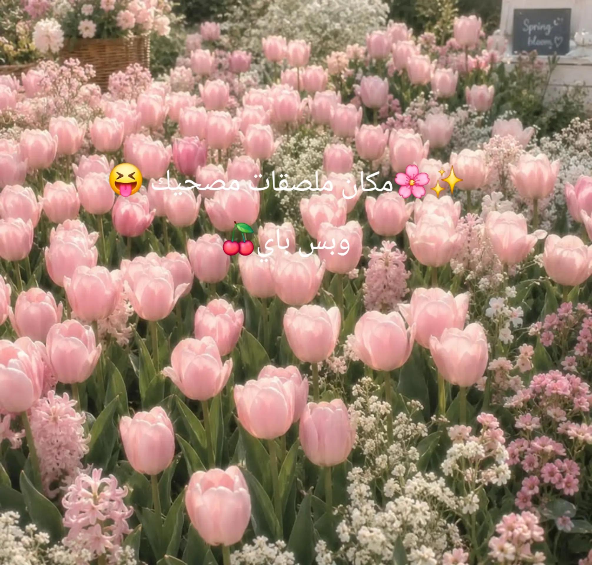 @°•✮•°ᵗⁱᵏᵗᵒᵏᥫᩣℒᎾℒᎾᎯᏇℋ☁ʕ•ᴥ•ʔ🇸🇦