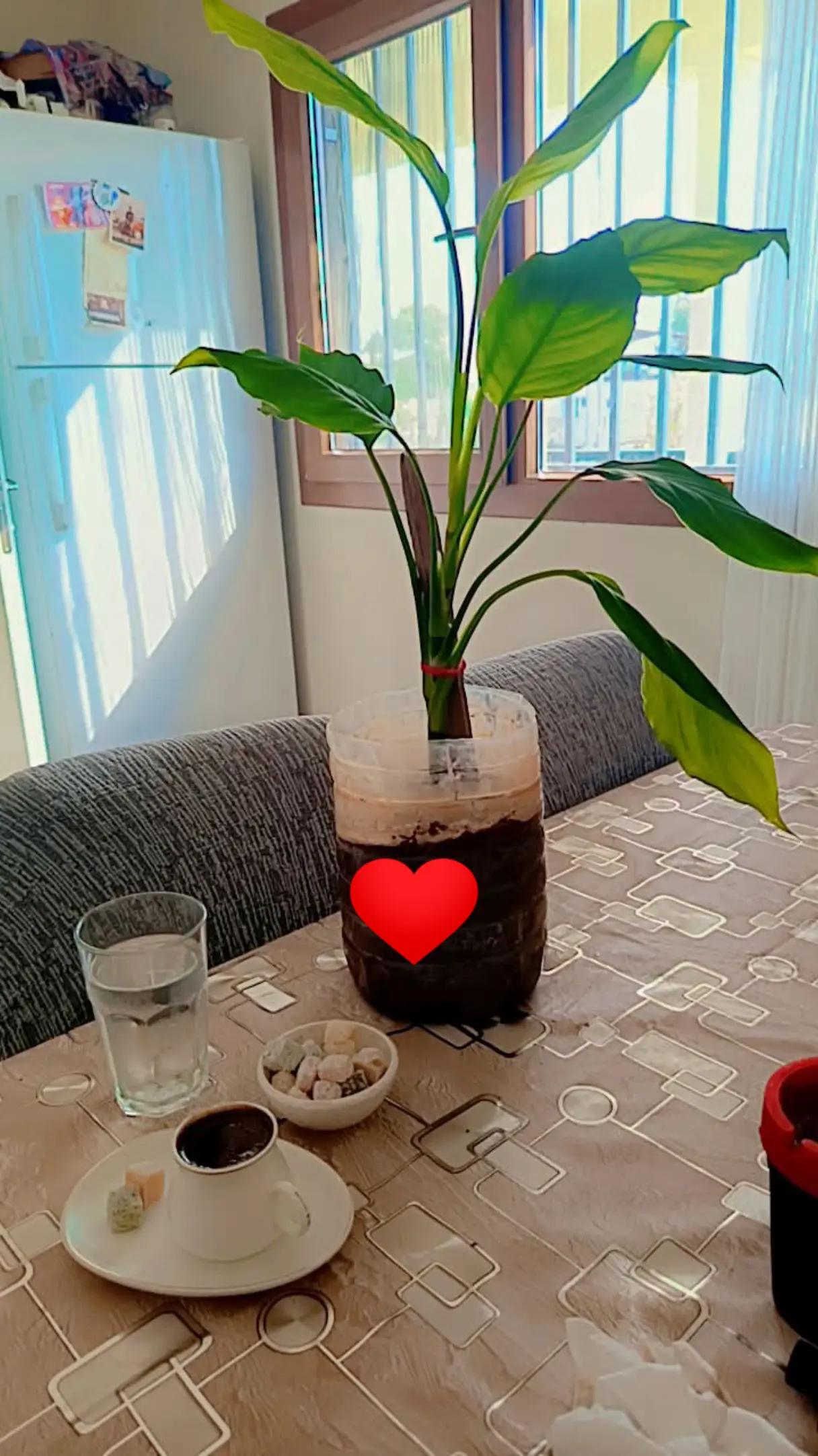 @Fatoş 9191
