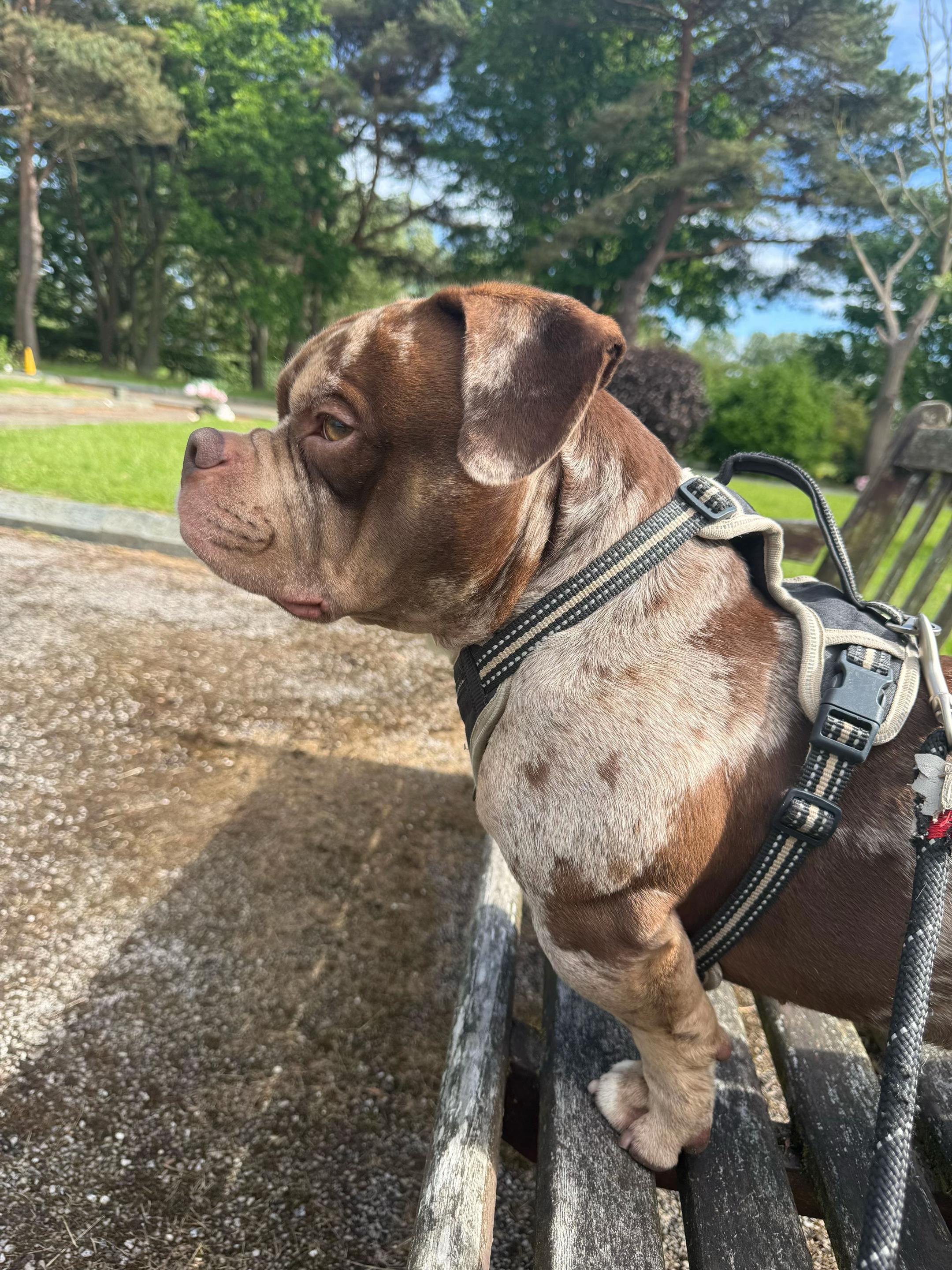 @pablothelittlebullydog
