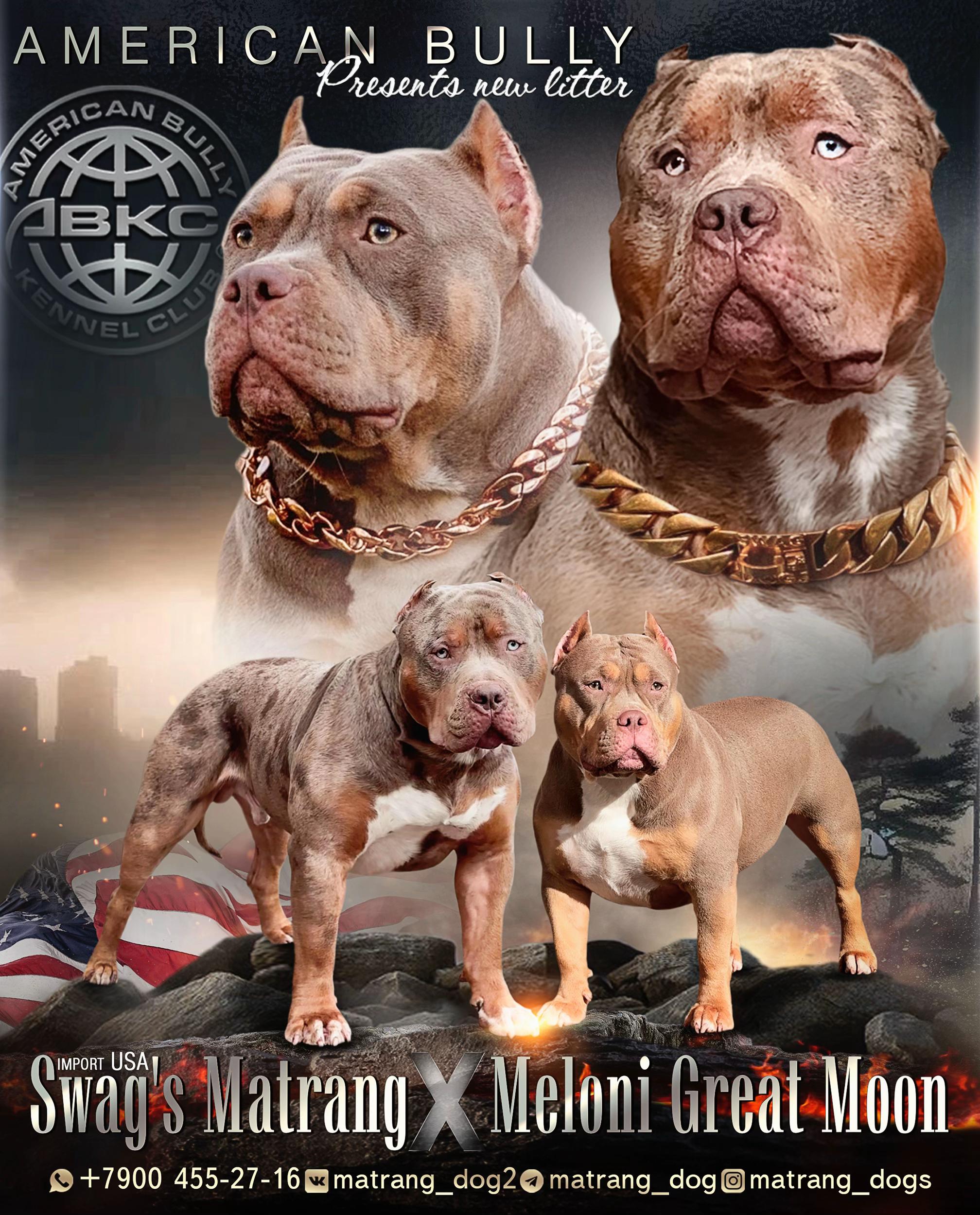 @MATRANG_dogs