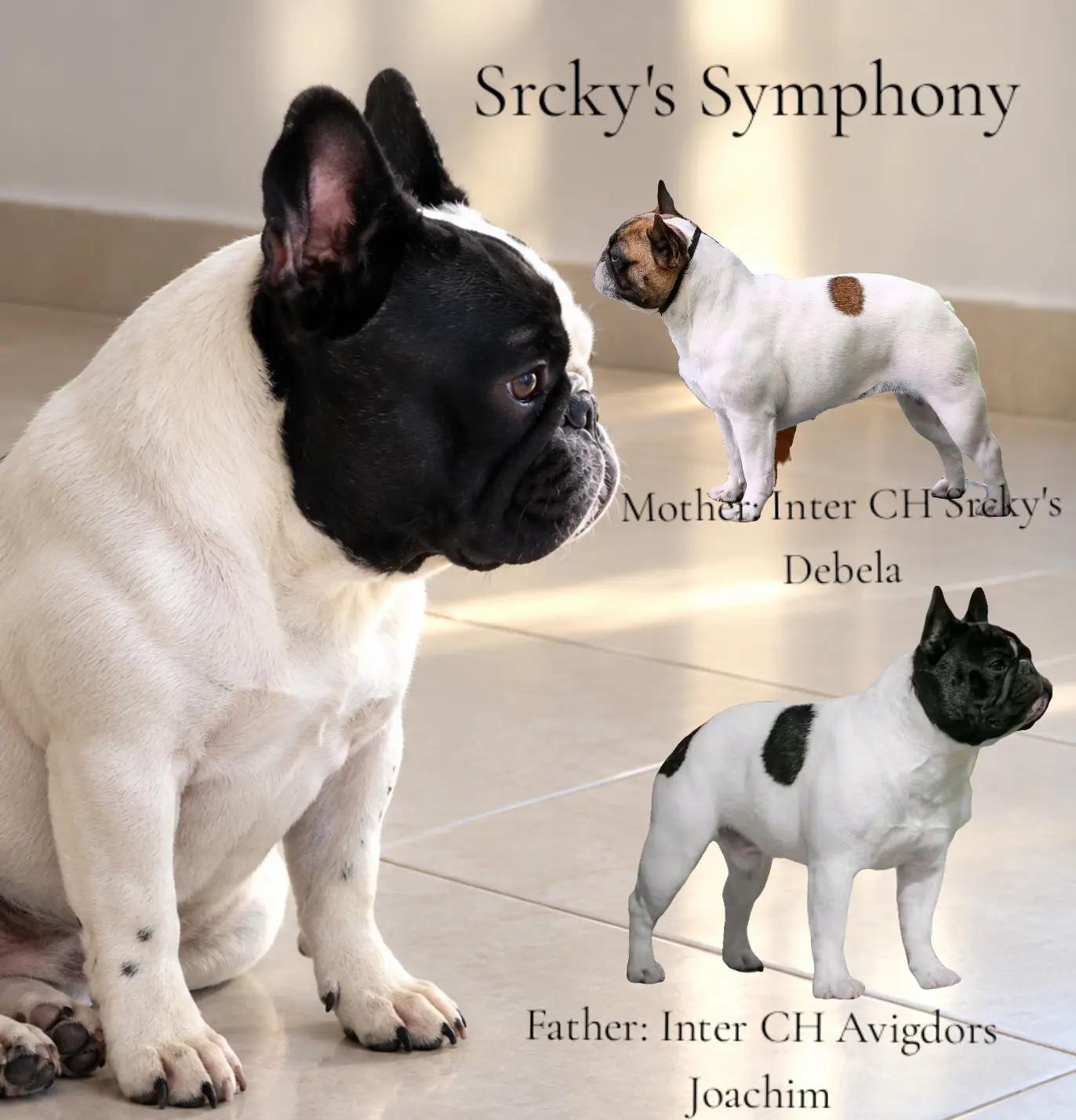 @Bosphorus Bulls French Bulldog