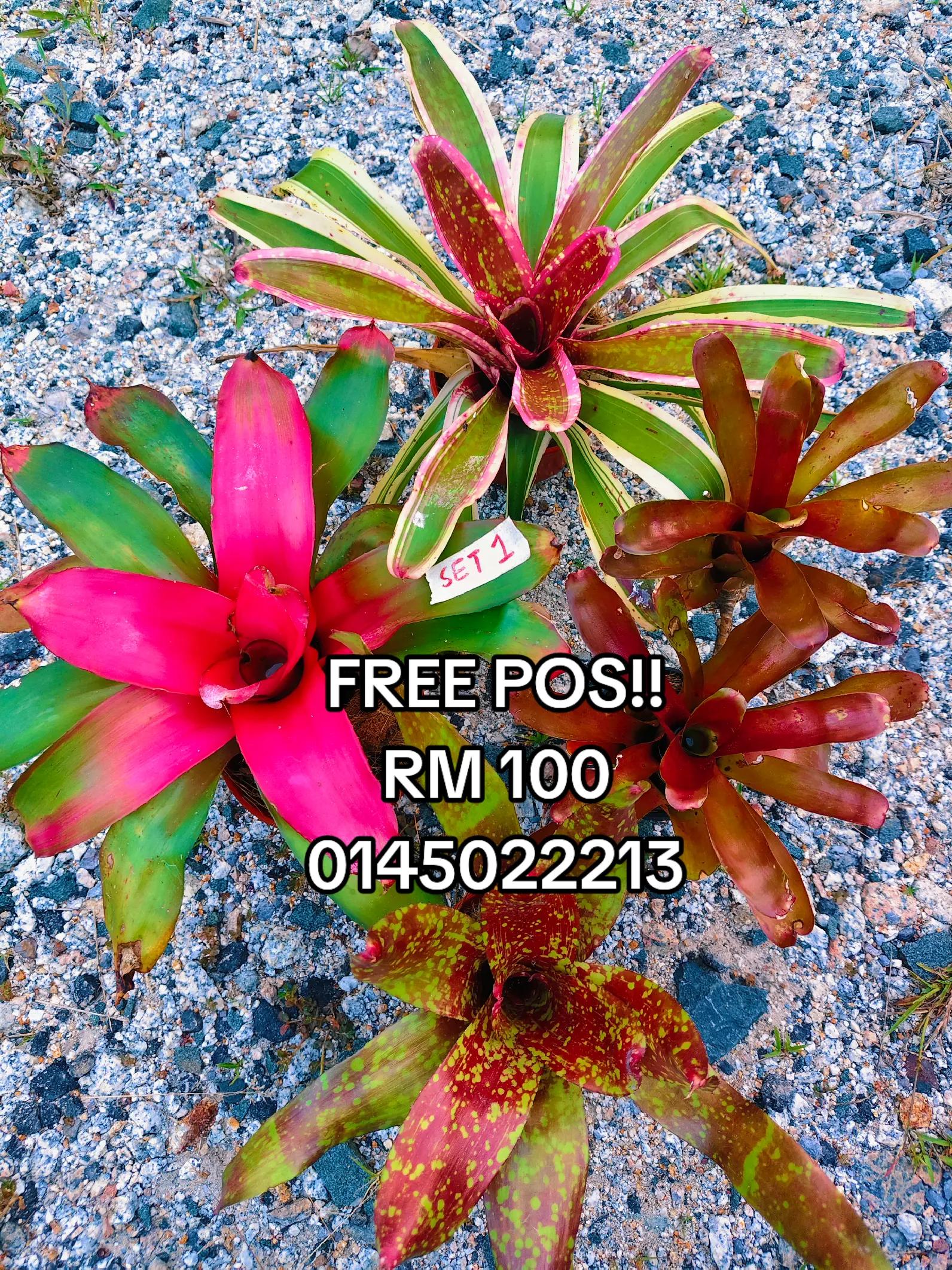 @MEKNA Garden