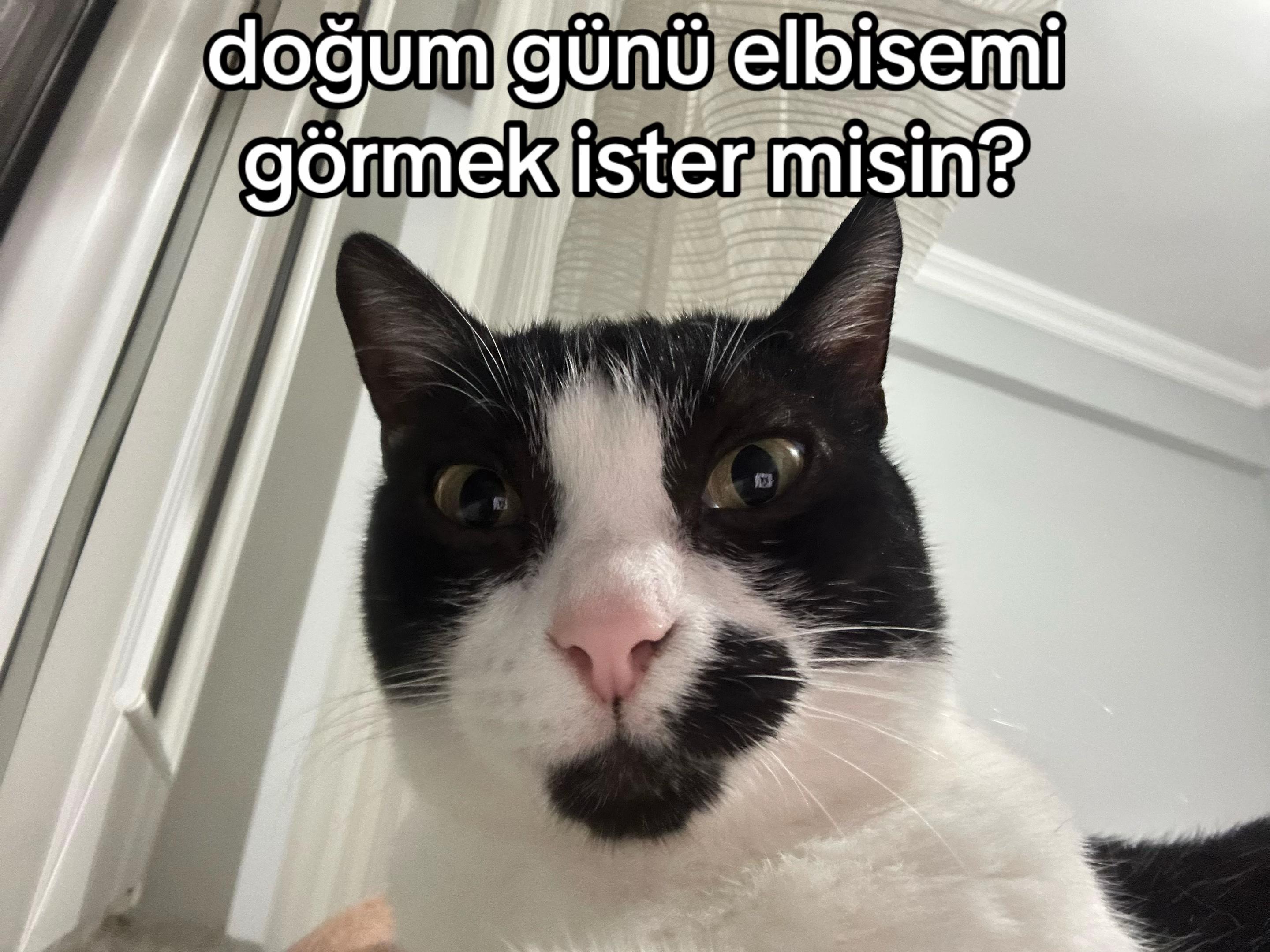 @eda ✩₊˚.⋆☾𓃠☽⋆⁺₊✧
