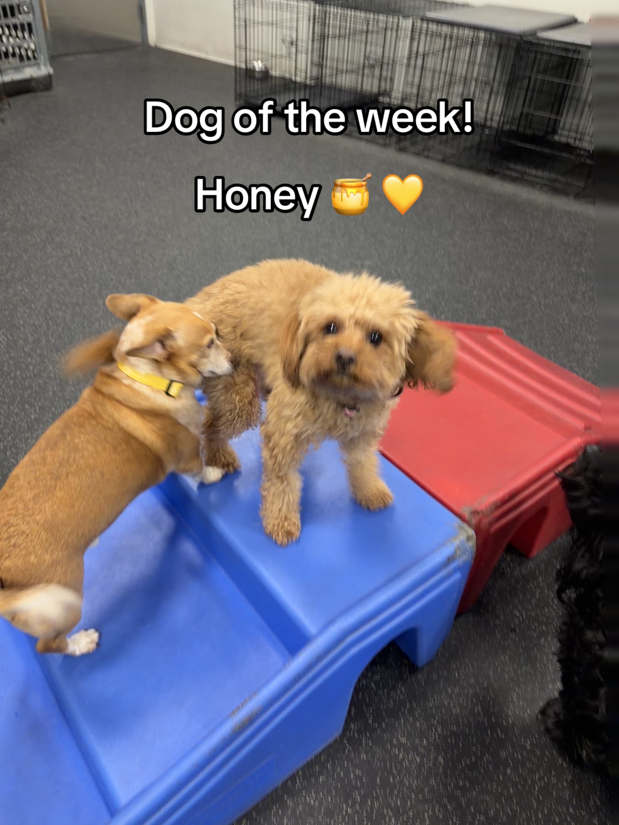 @Dogtopia South Ann Arbor