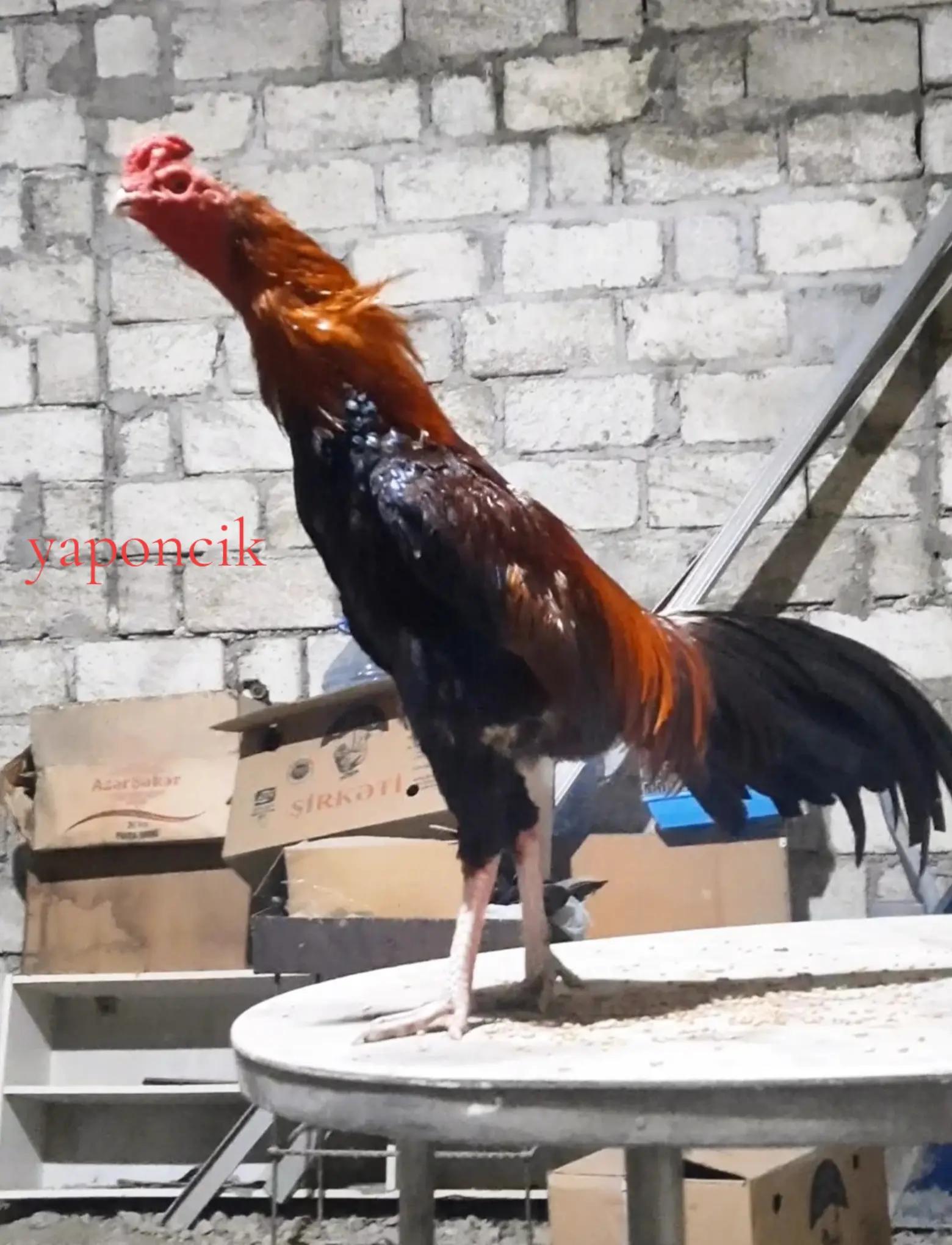 @peşəkarlar 6006556
