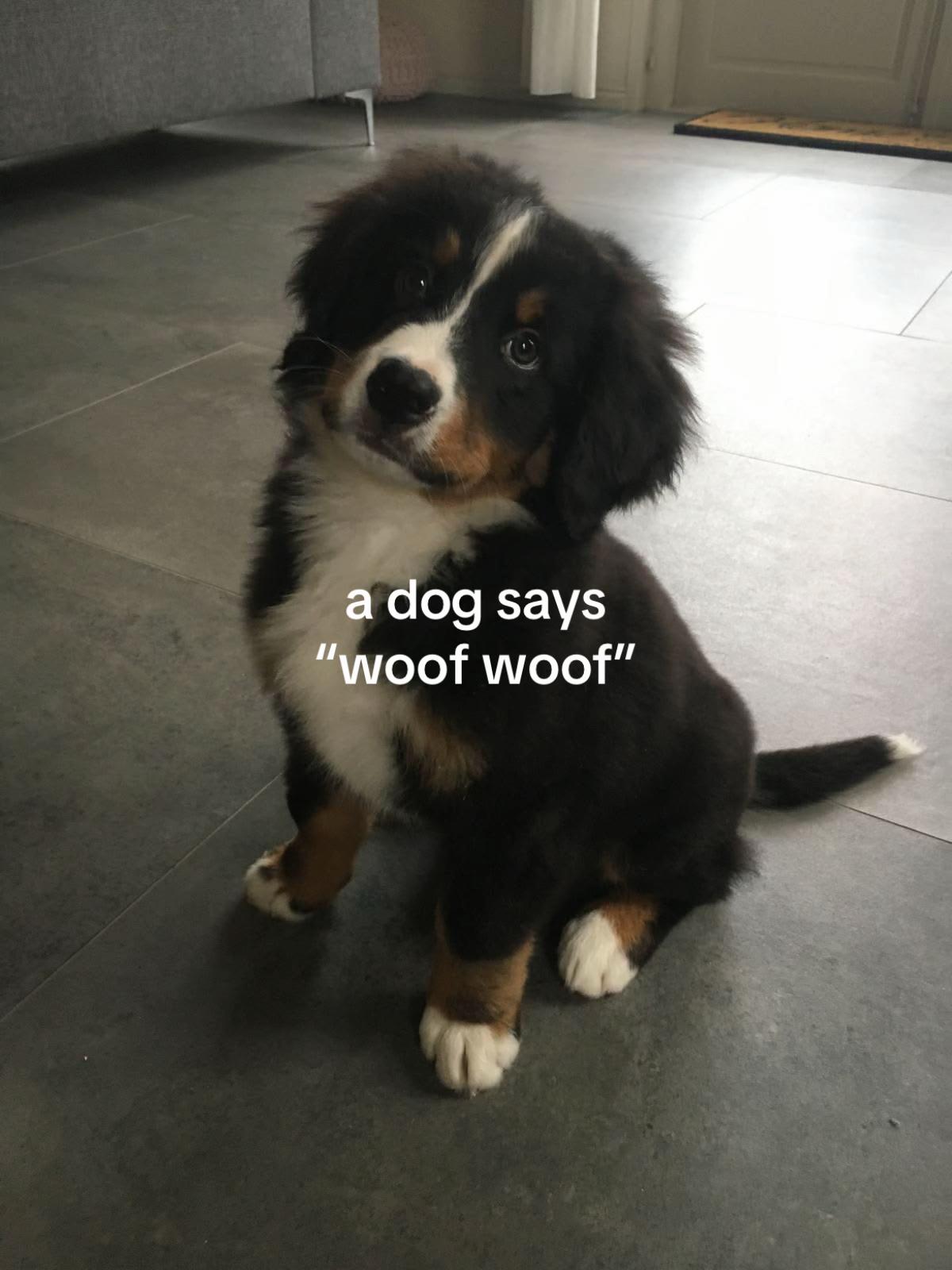 @🪽