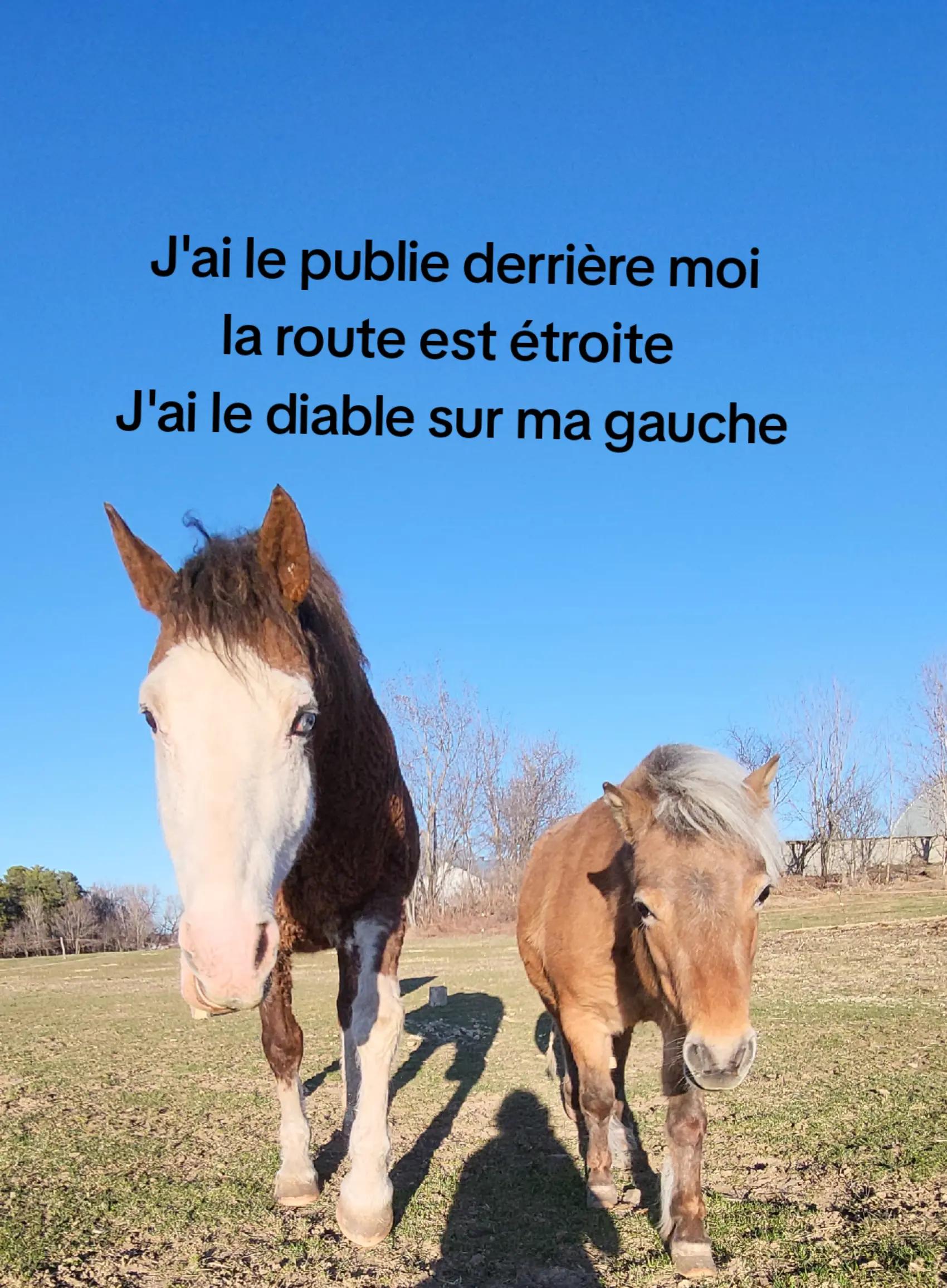 @🤠Rox🐴