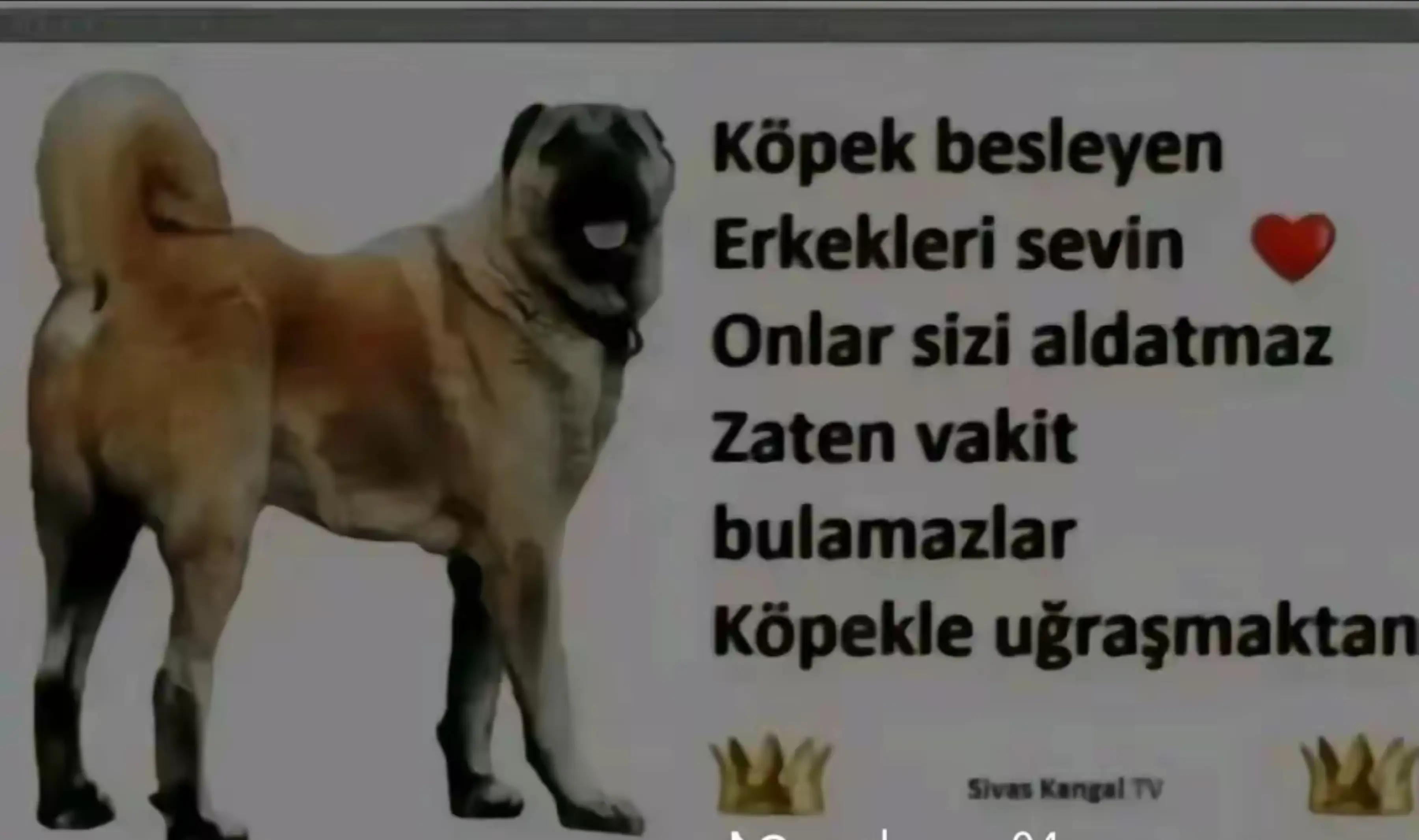 @Yusuf saldık