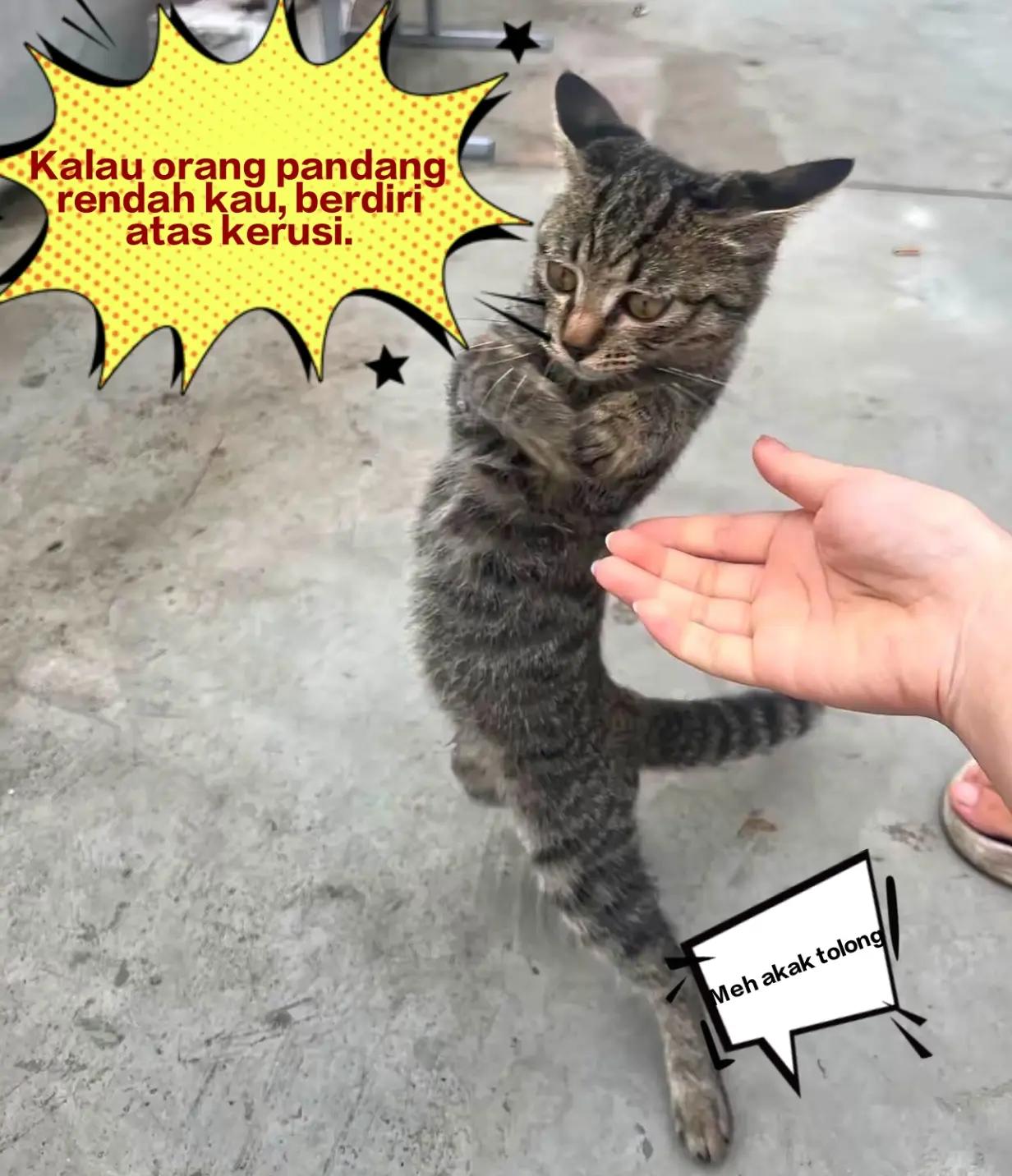 @hambaà